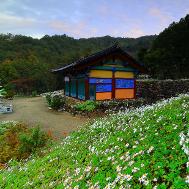 구룡사 구절초 풍경