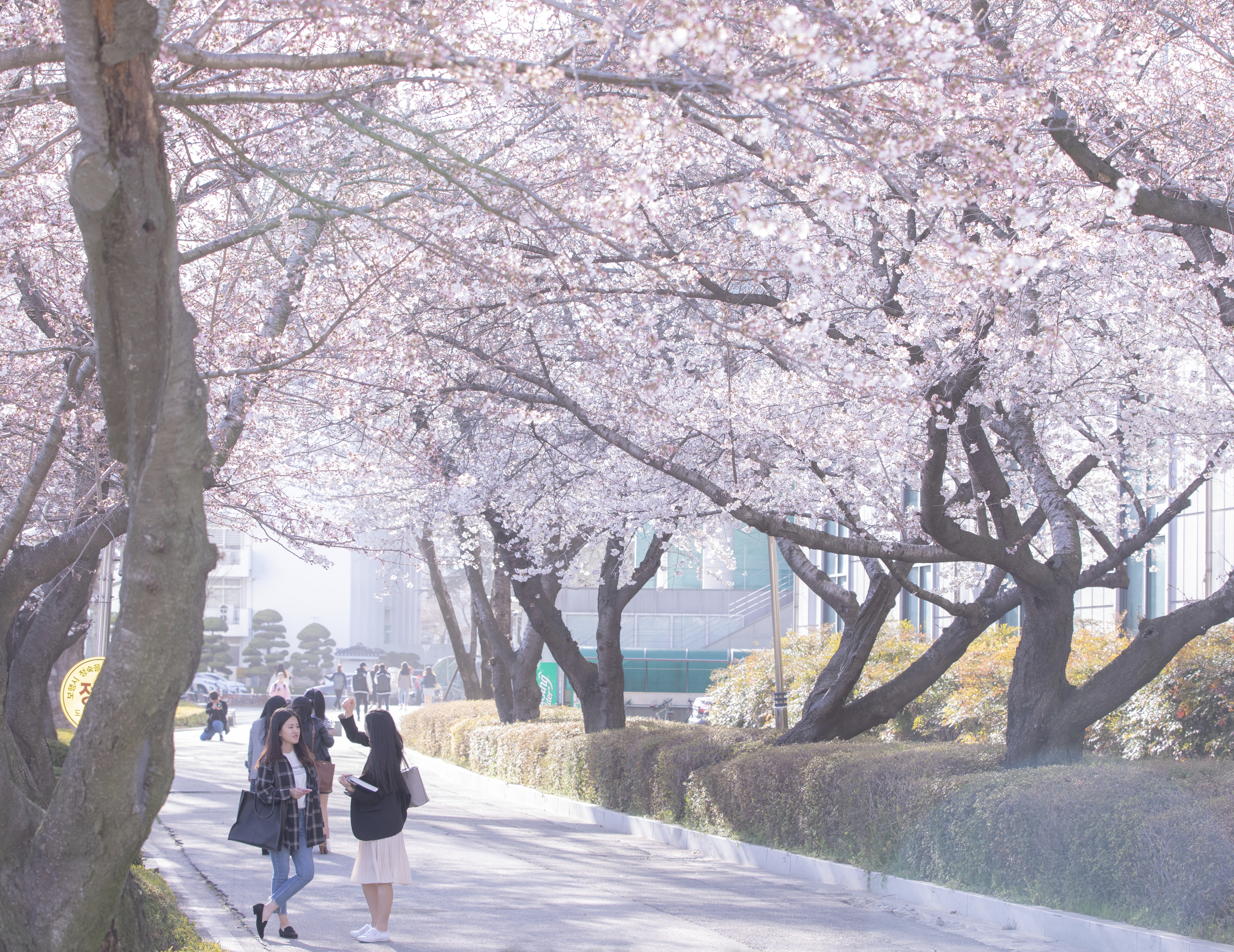 핑크빛 캠퍼스라이프