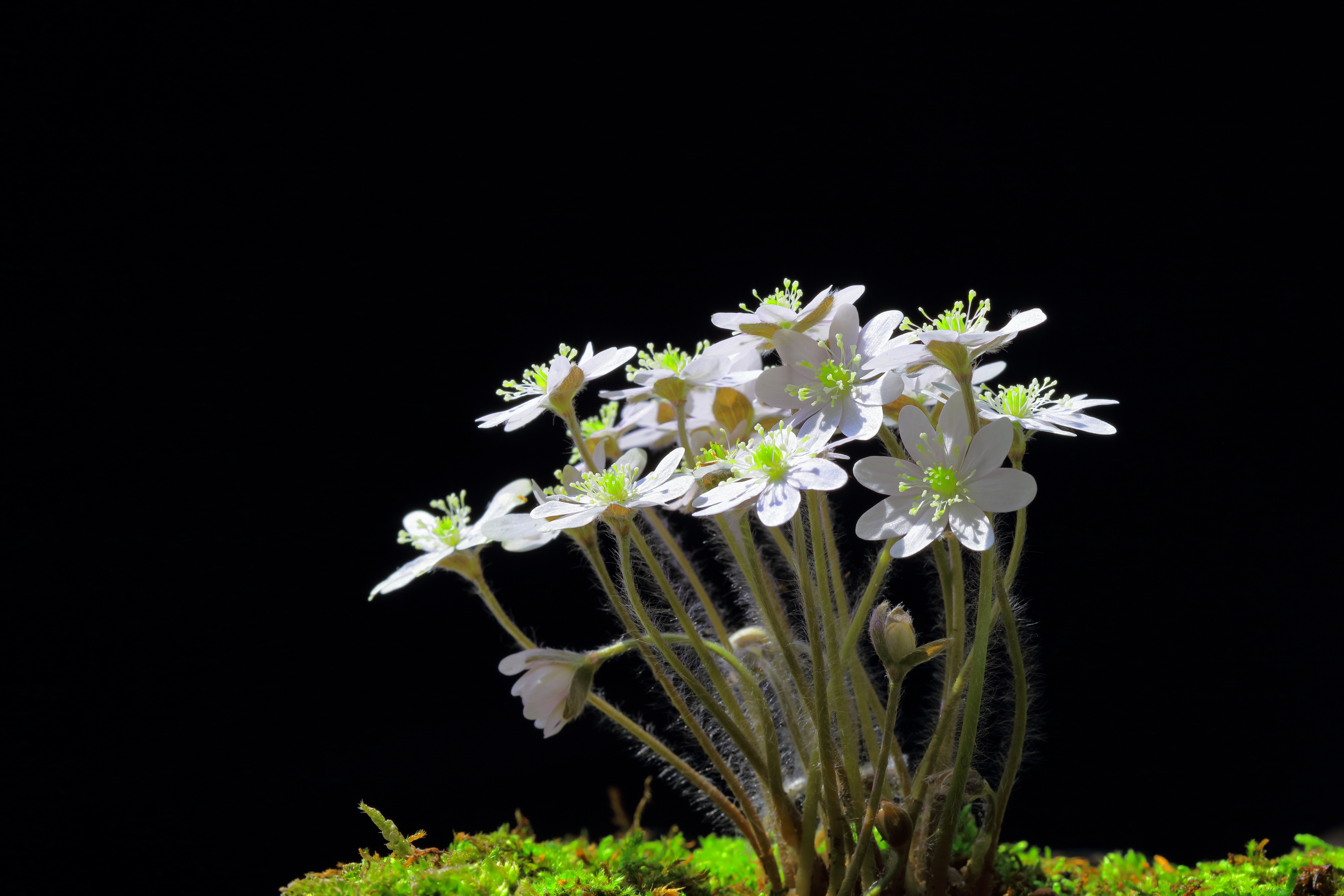 흰노루귀꽃