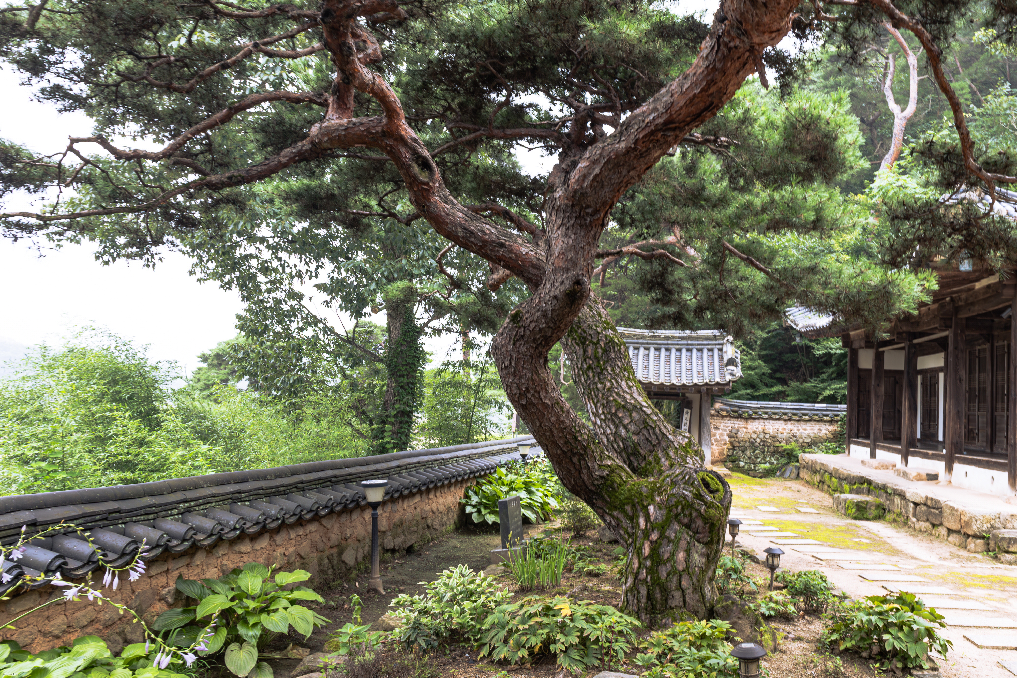 물수리