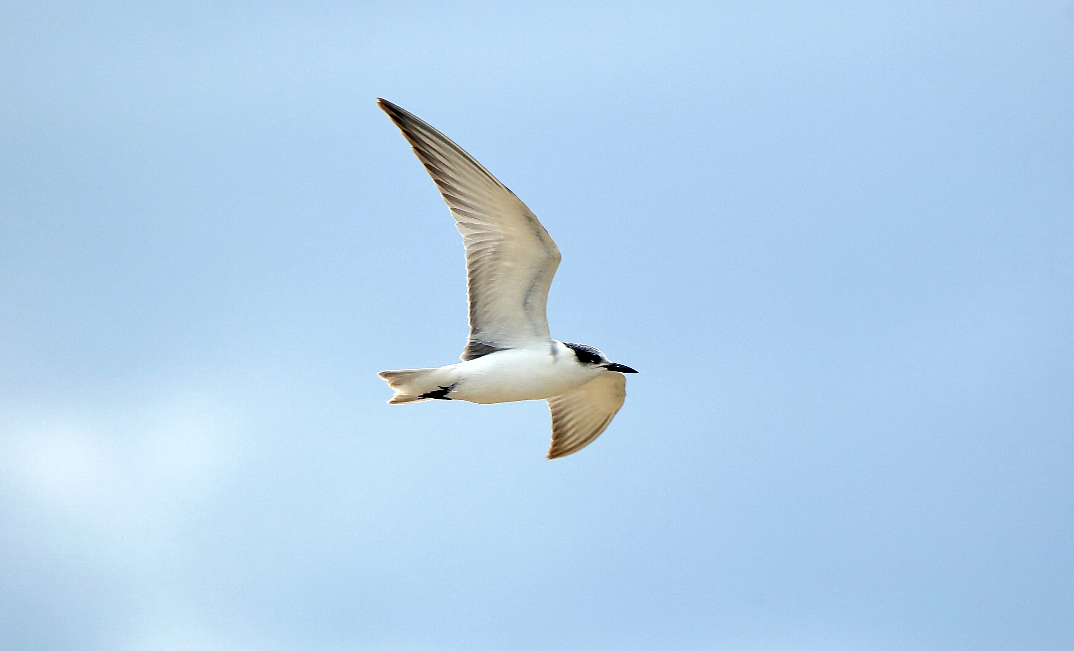 구레나룻제비갈매기