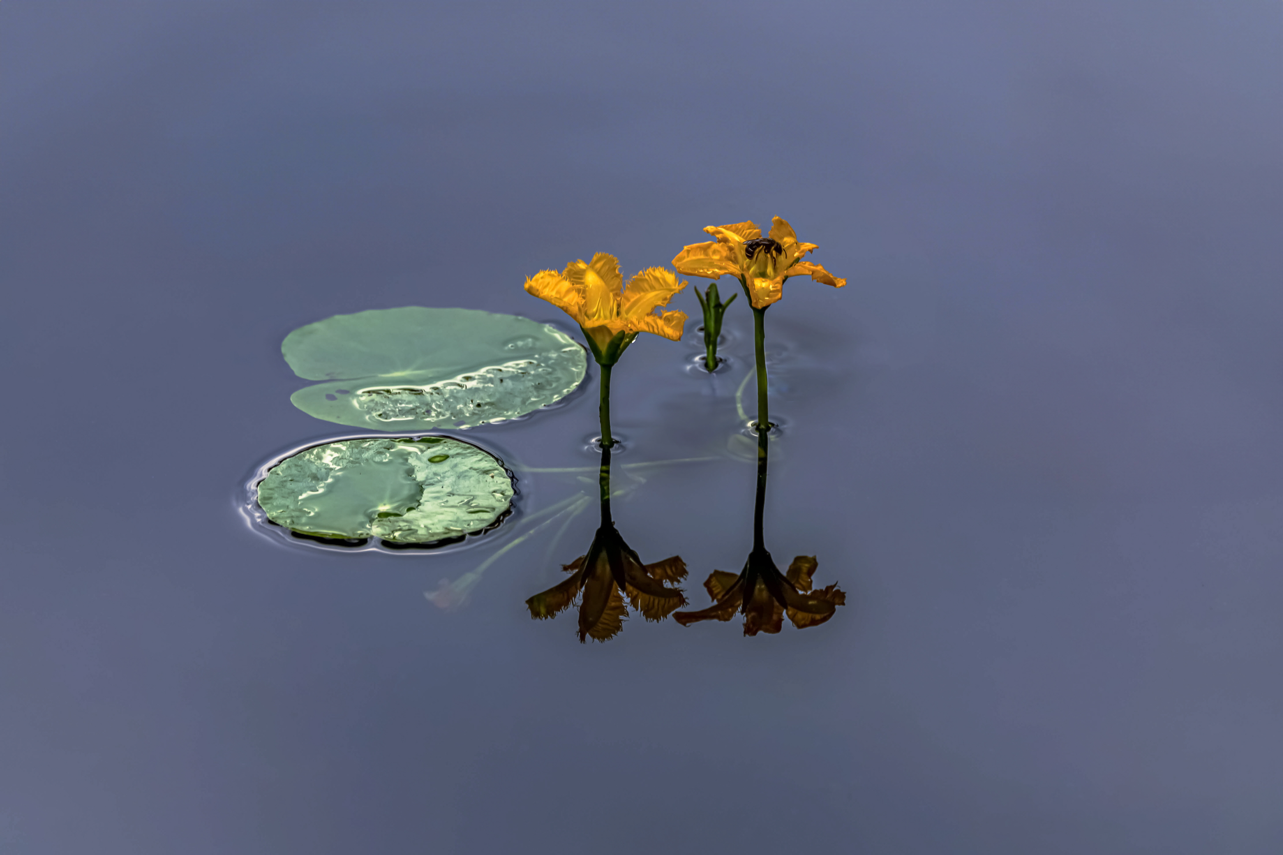 노랑 어리연꽃.