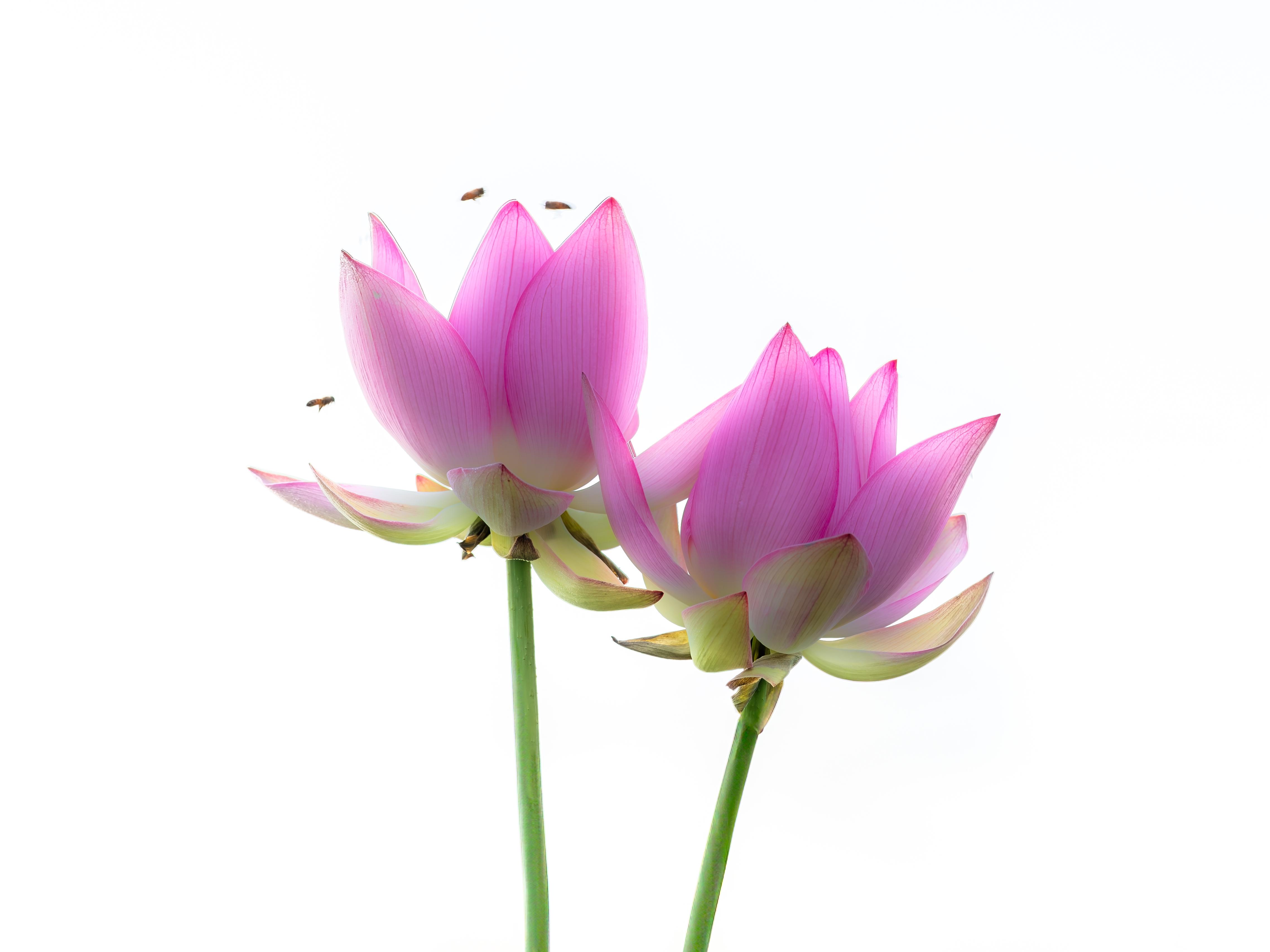 아라홍련(阿羅紅蓮)