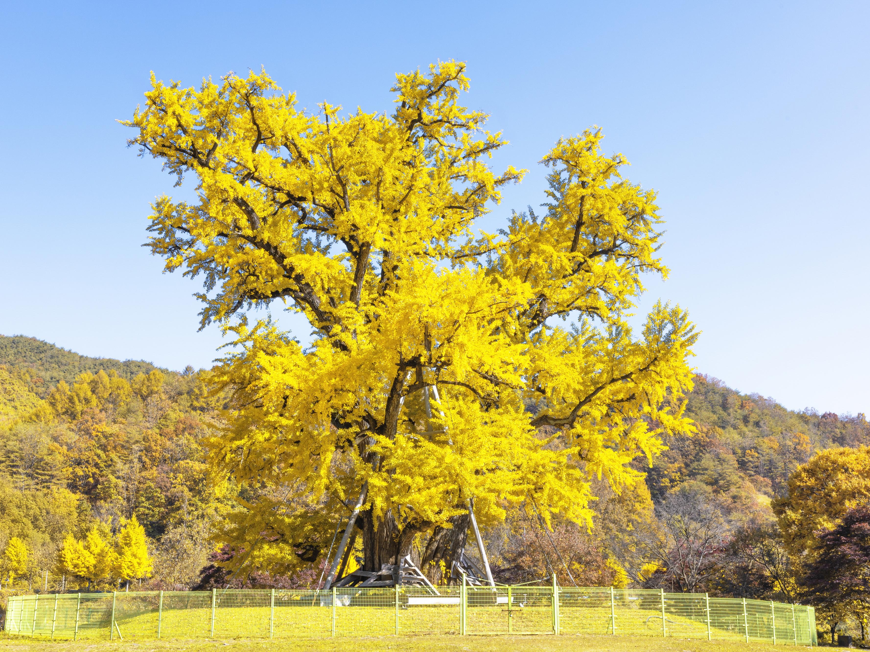 안동 - 용계리 은행나무(2)