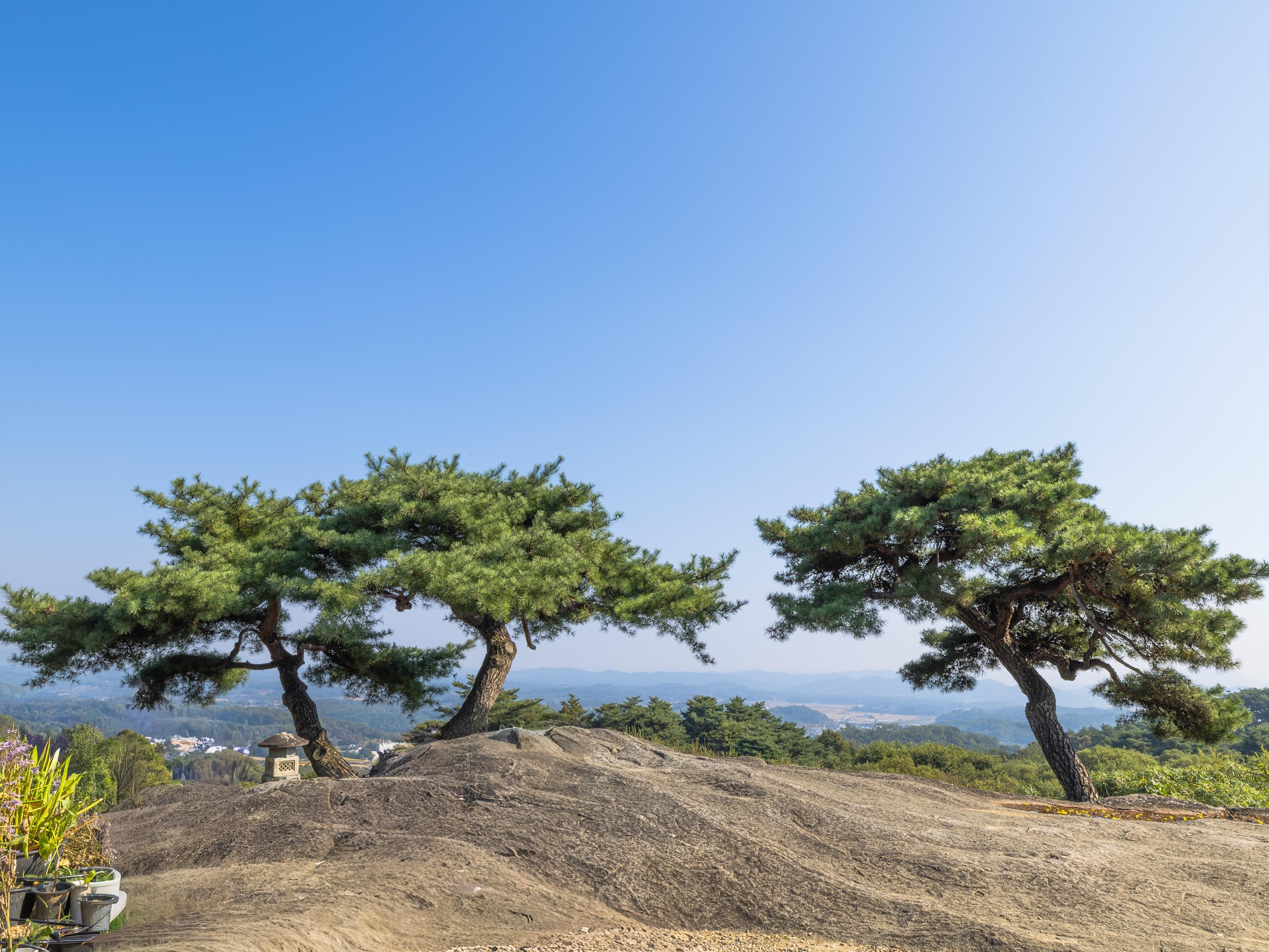 문경 - 봉천사 소나무