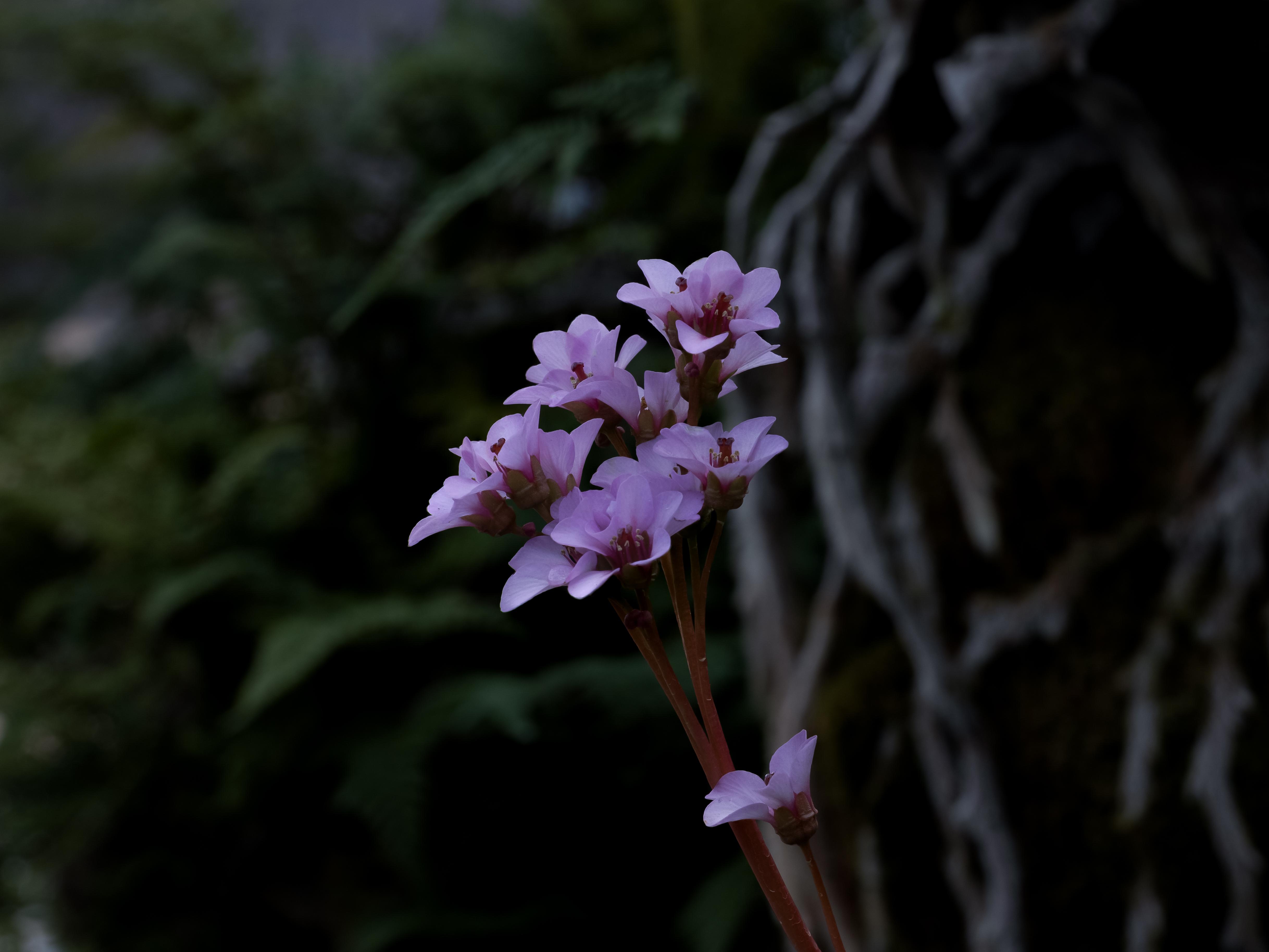 히말리야 바위취