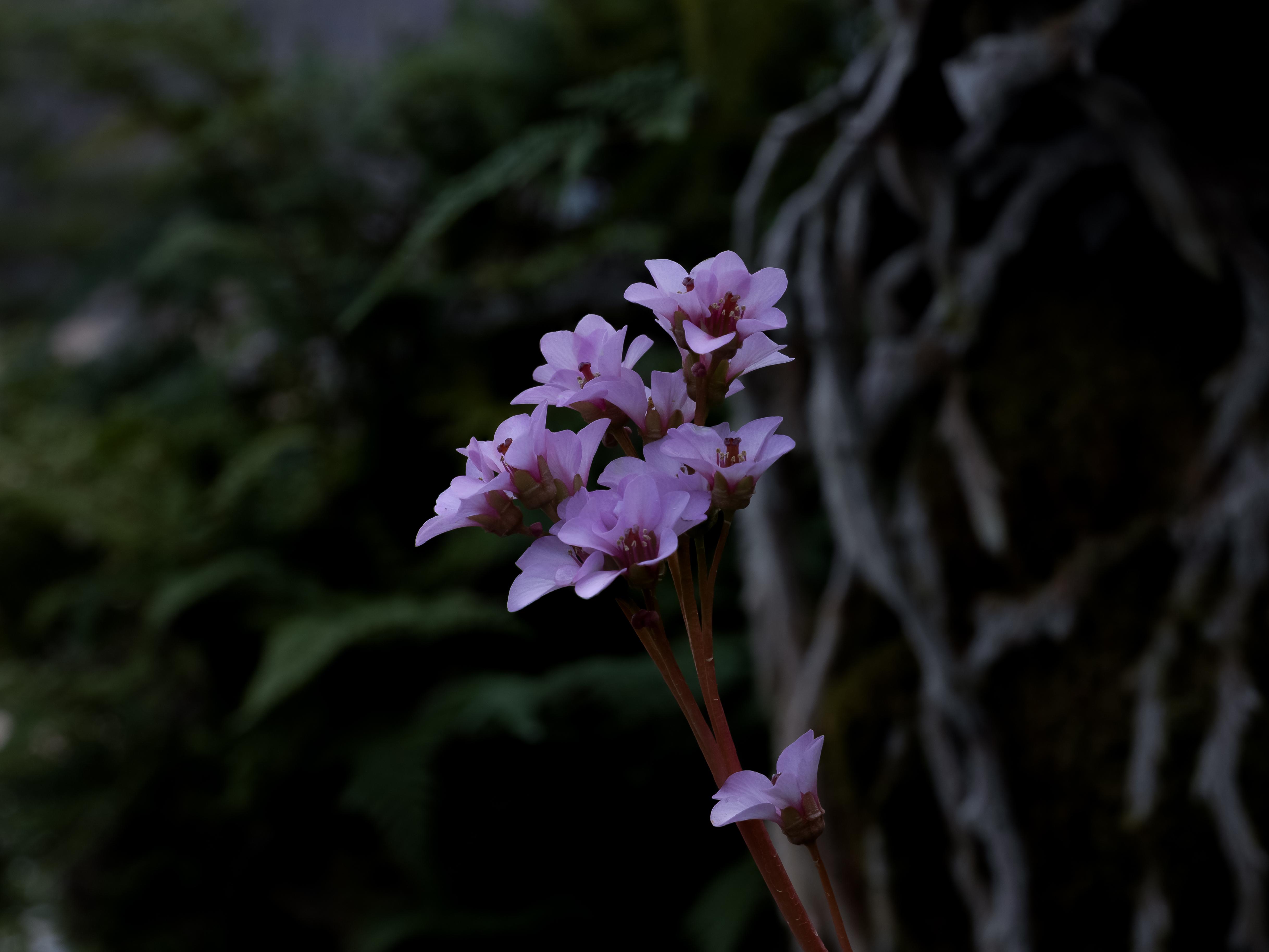 히말라야 바위취