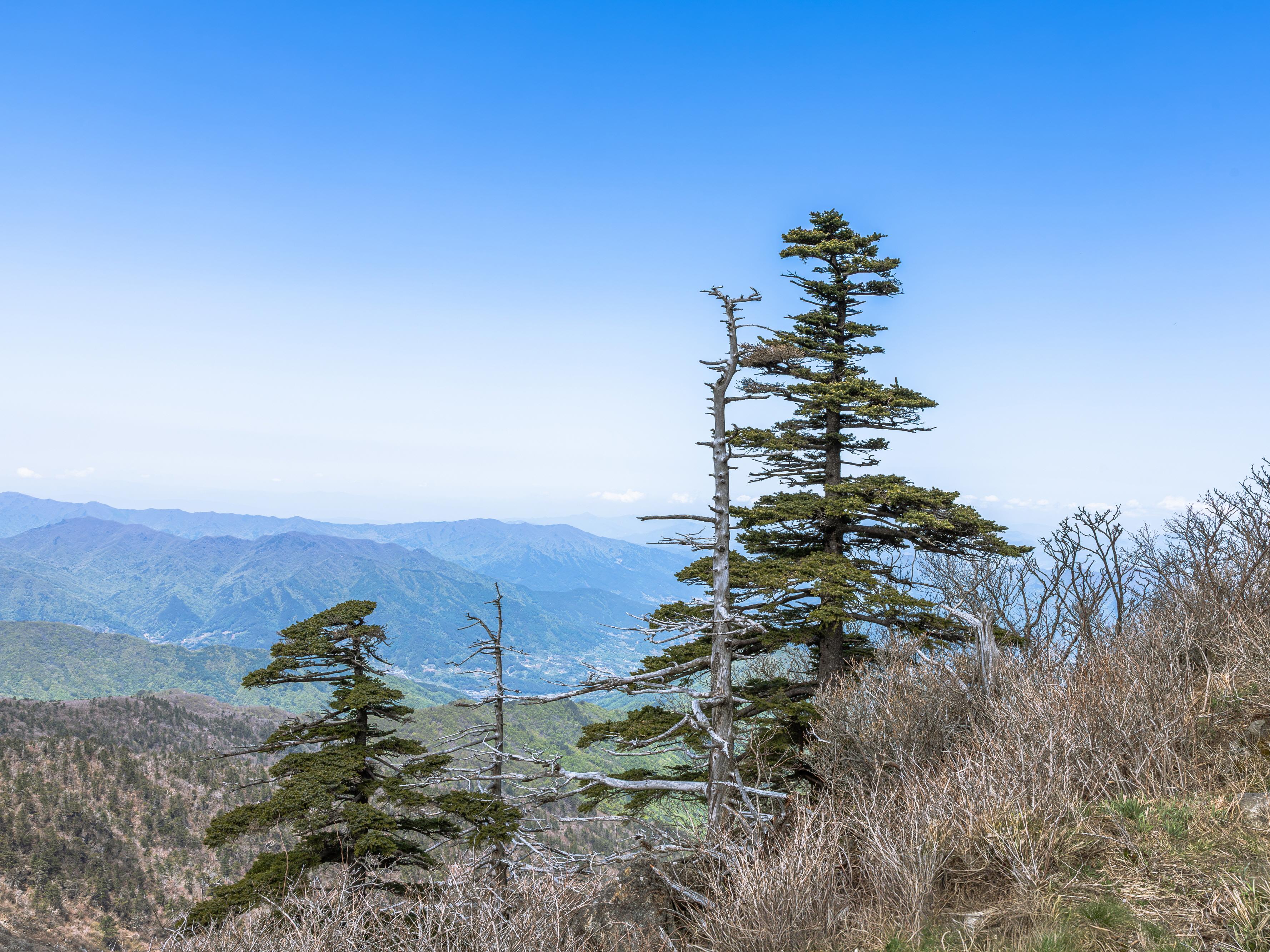 지리산 국립공원 - 구상나무.