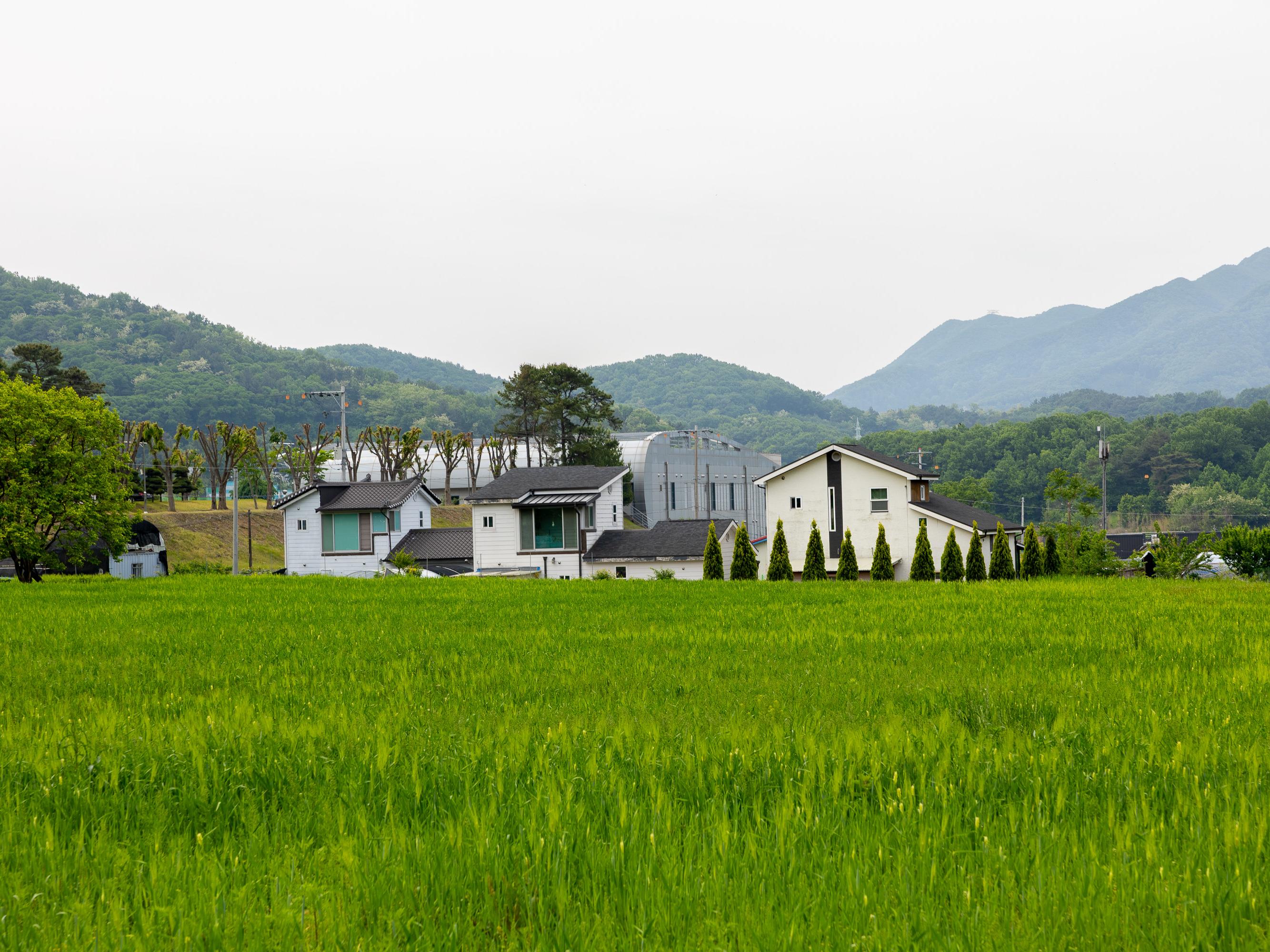 청보리밭
