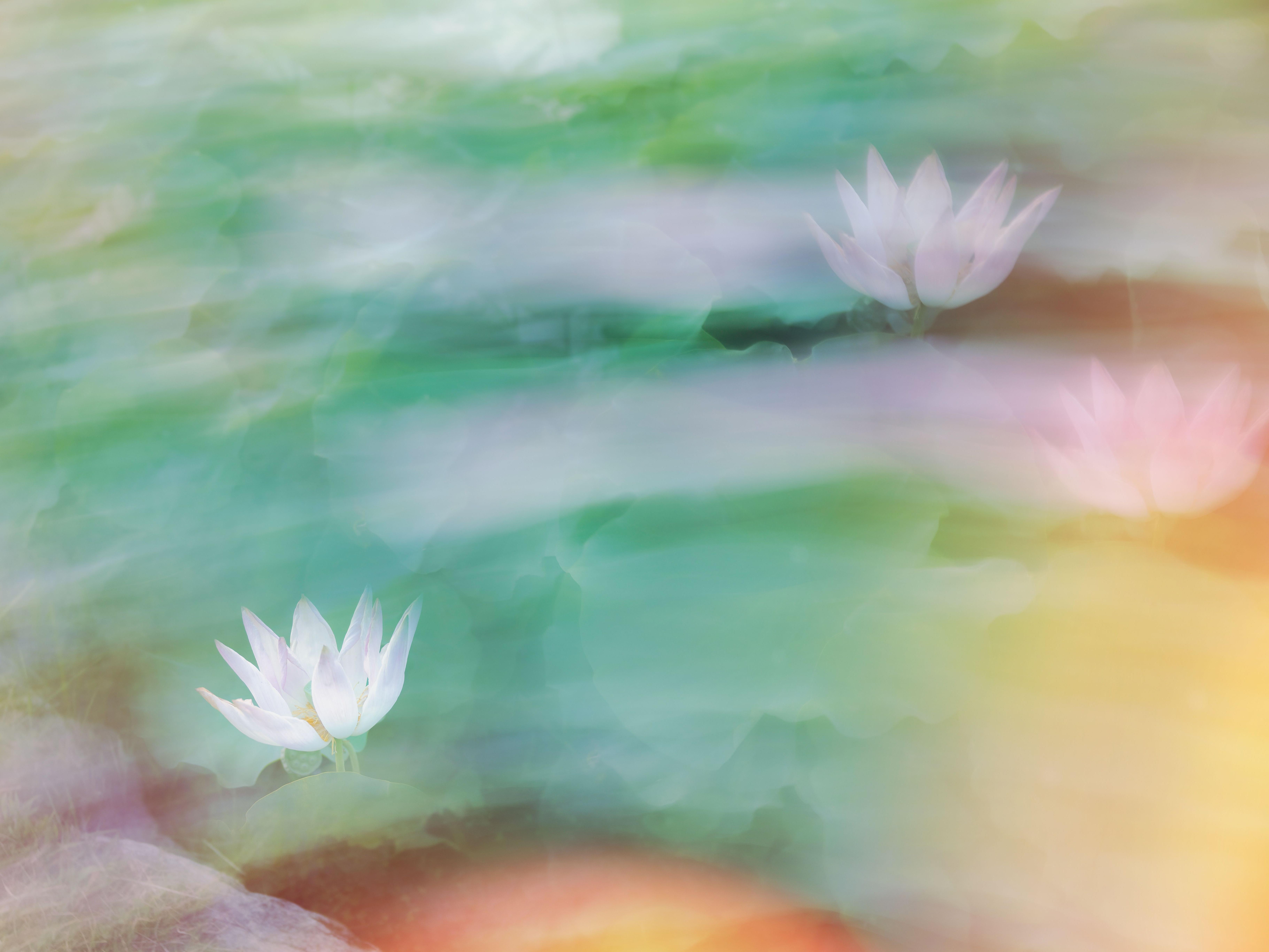 연꽃 