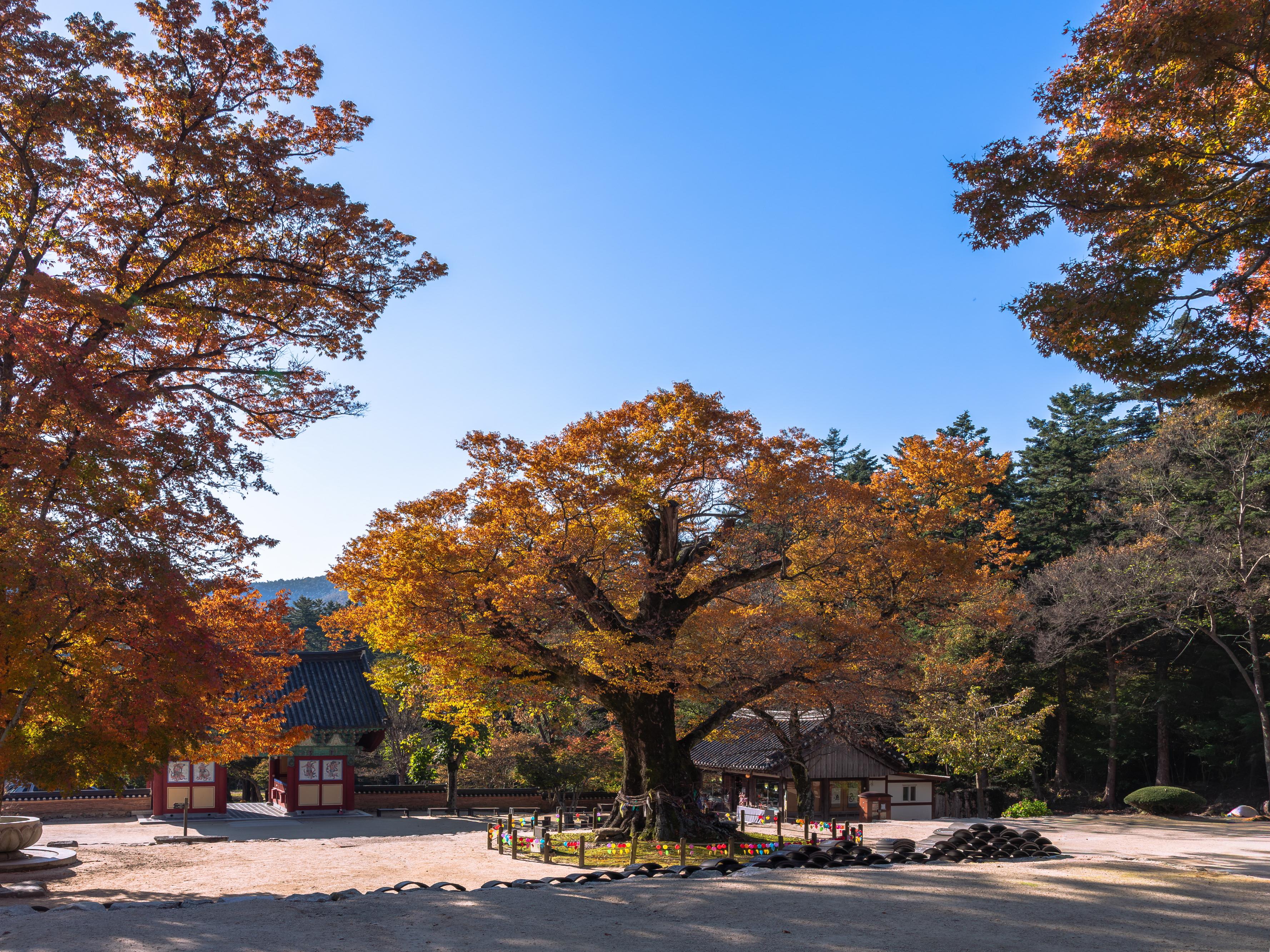 부안 - 내소사 천년 느티나무 단풍