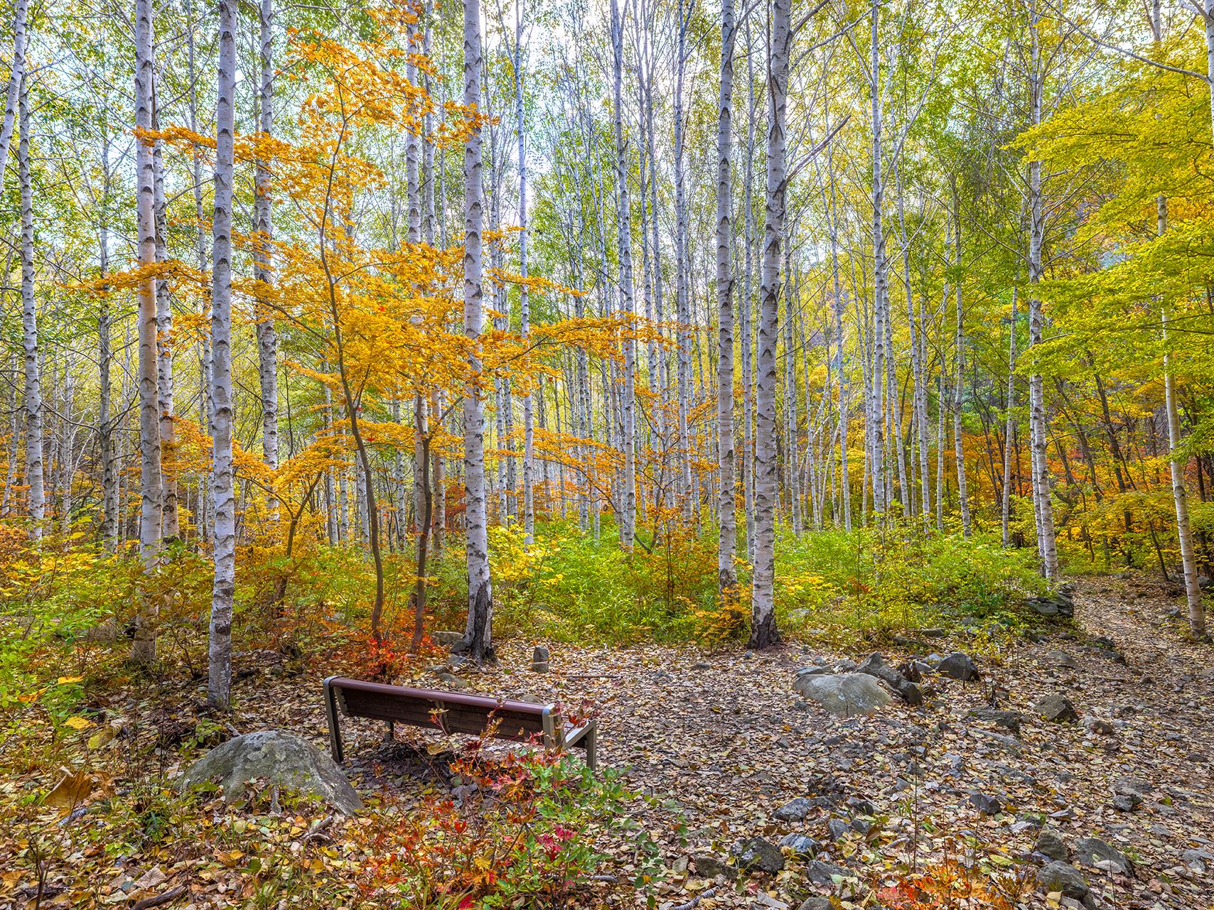 자작나무숲속의 힐링