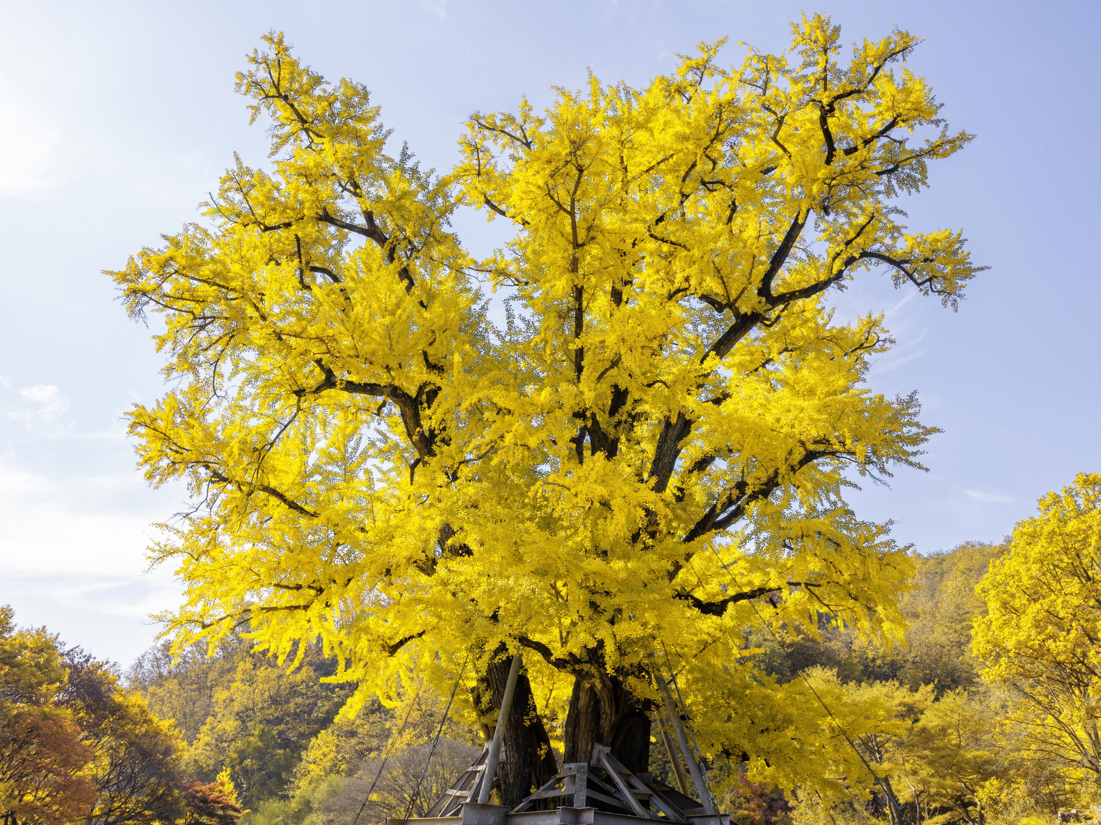 안동 - 용계리 은행나무리(1)