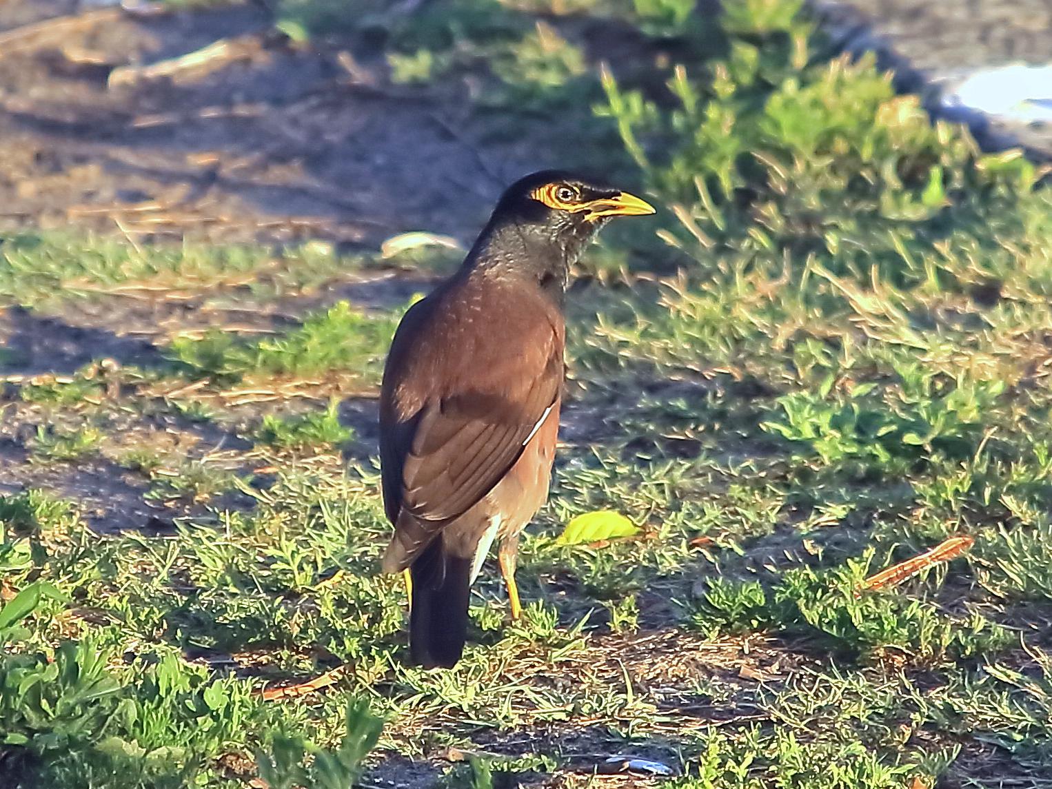 검은머리갈색찌르레기(인도구관조)