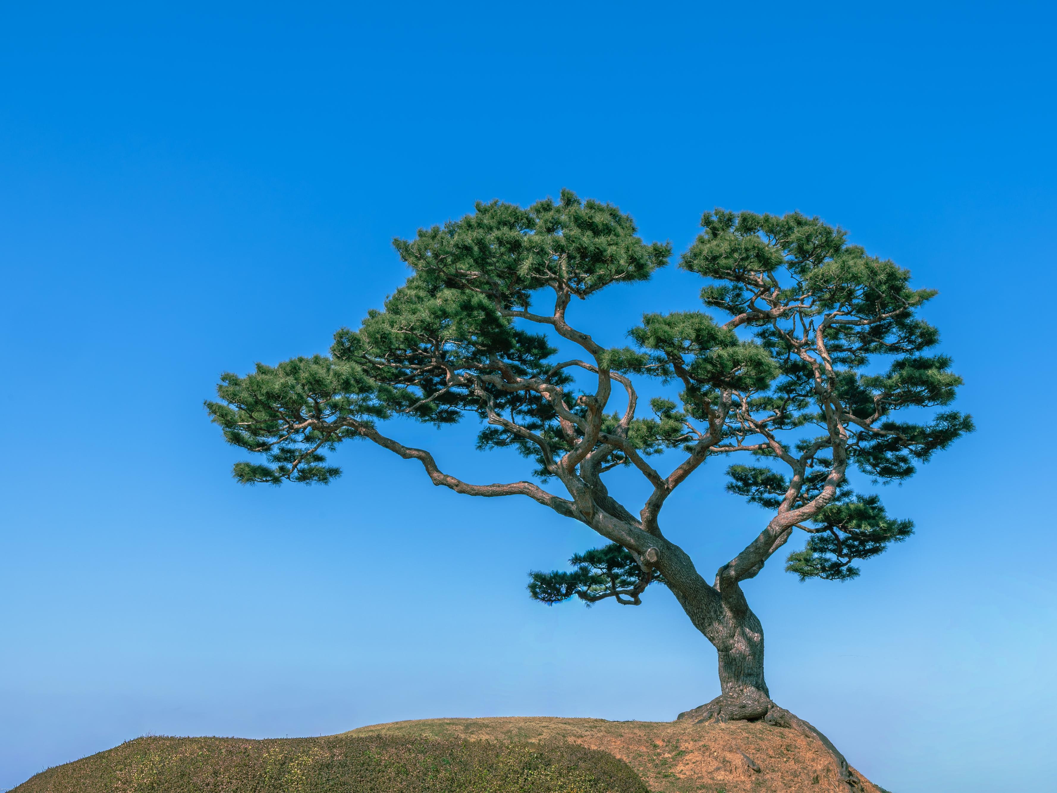 홍성 - 궁리 소나무