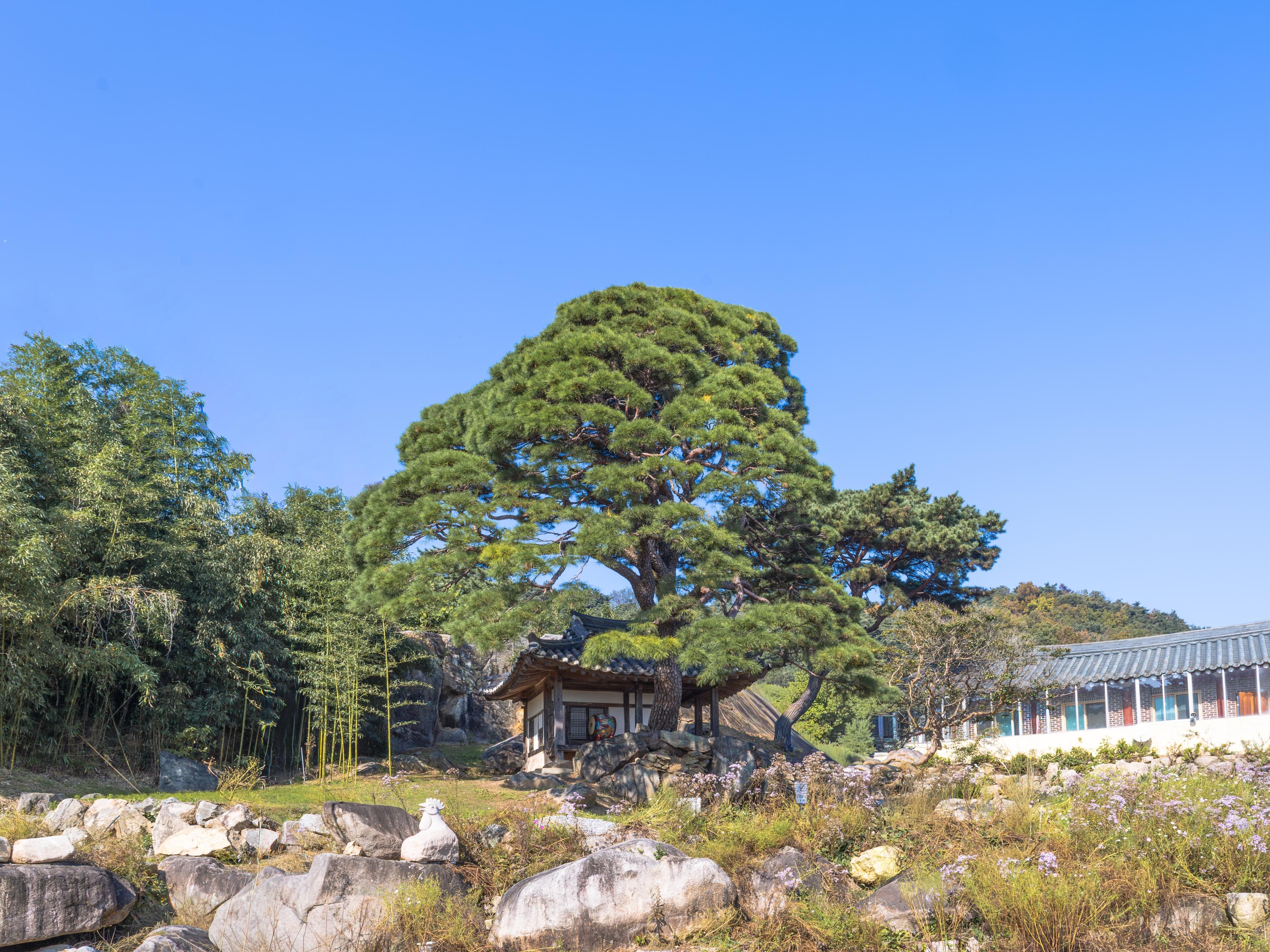 문경 - 병암정 소나무