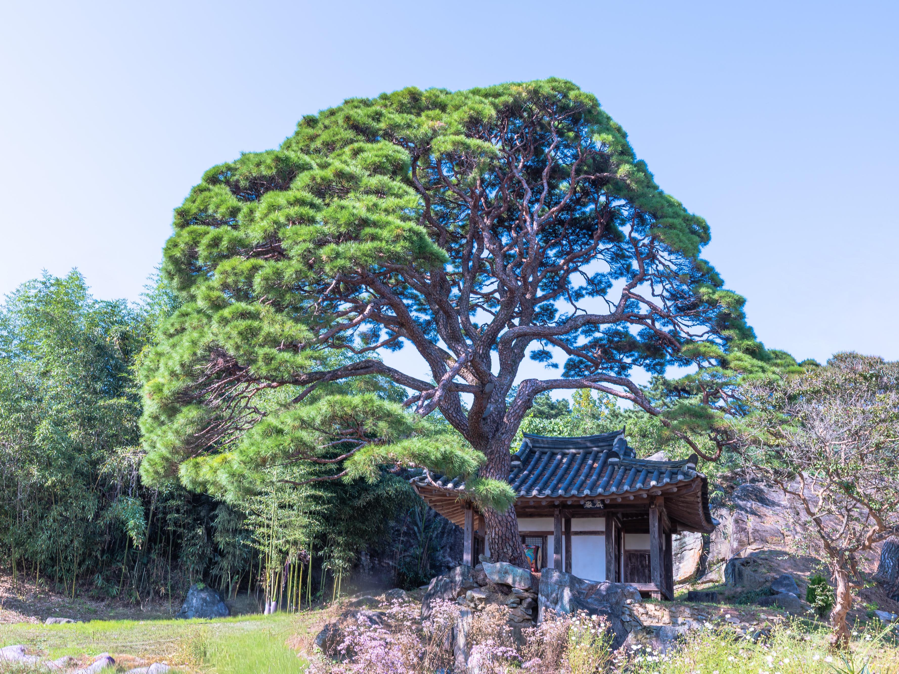 문경 - 병암정 소나무(2)