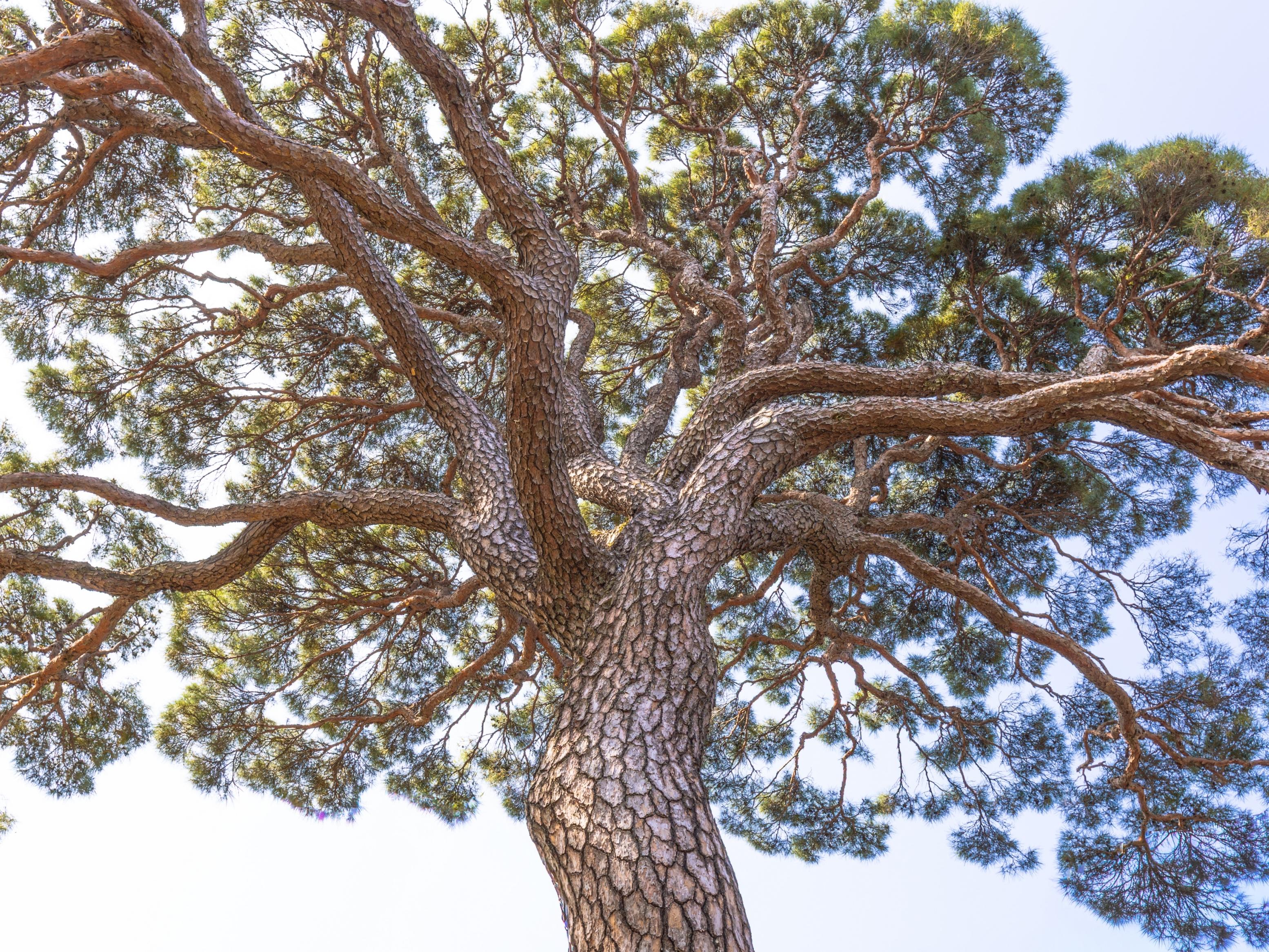 문경 - 병암정 소나무(1)