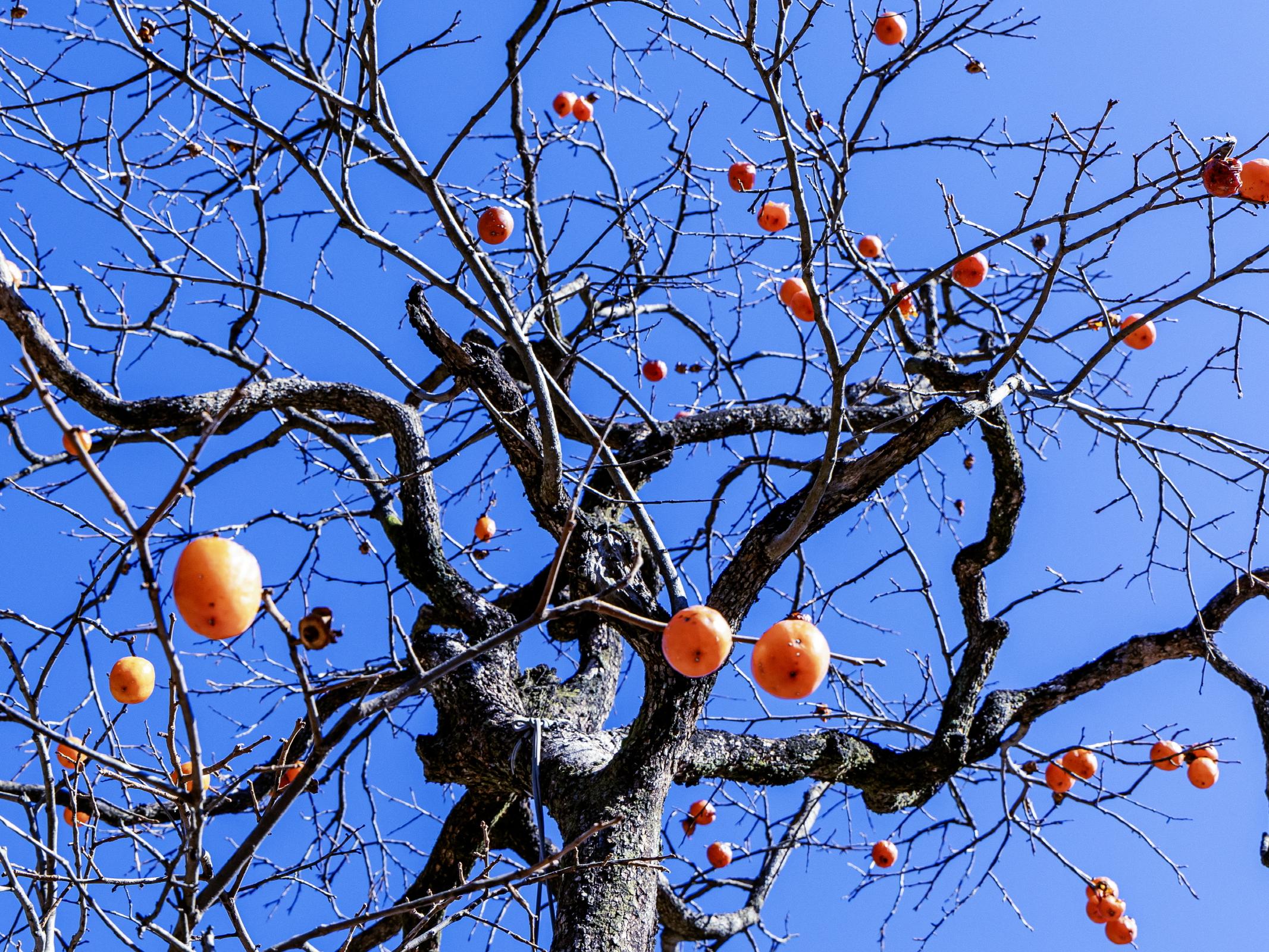 감 내려 온다, 감 내려 온다.