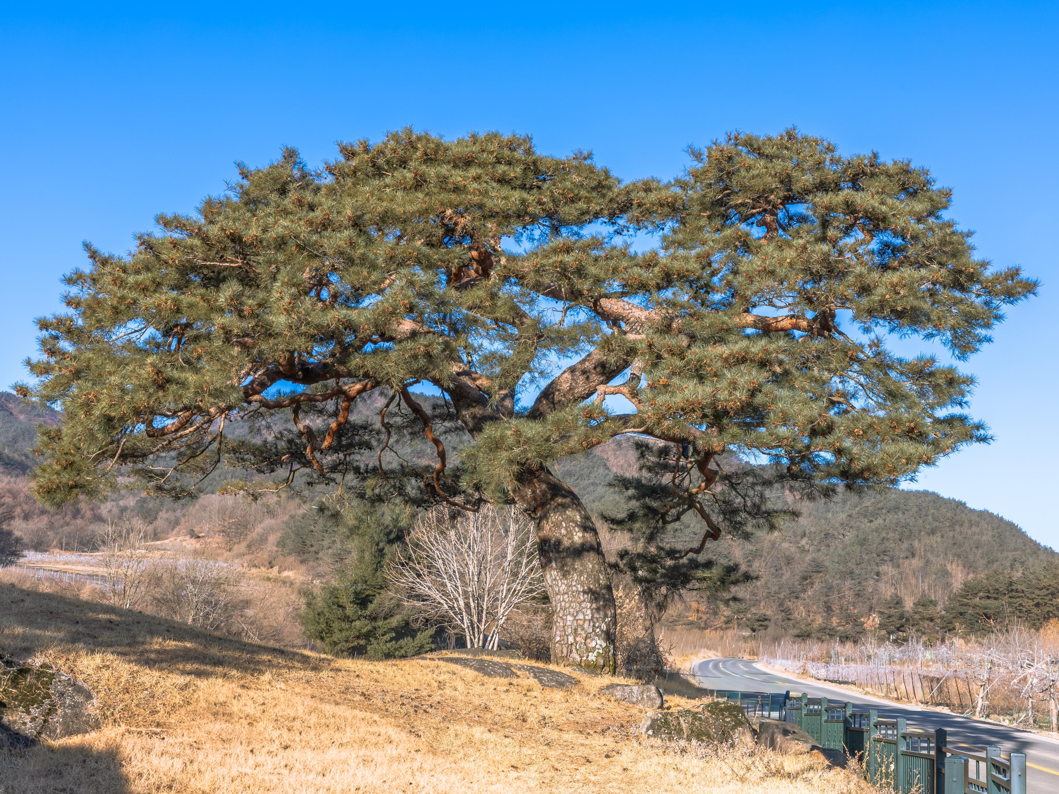 문경 - 연주패옥(連珠佩玉) 말무덤 