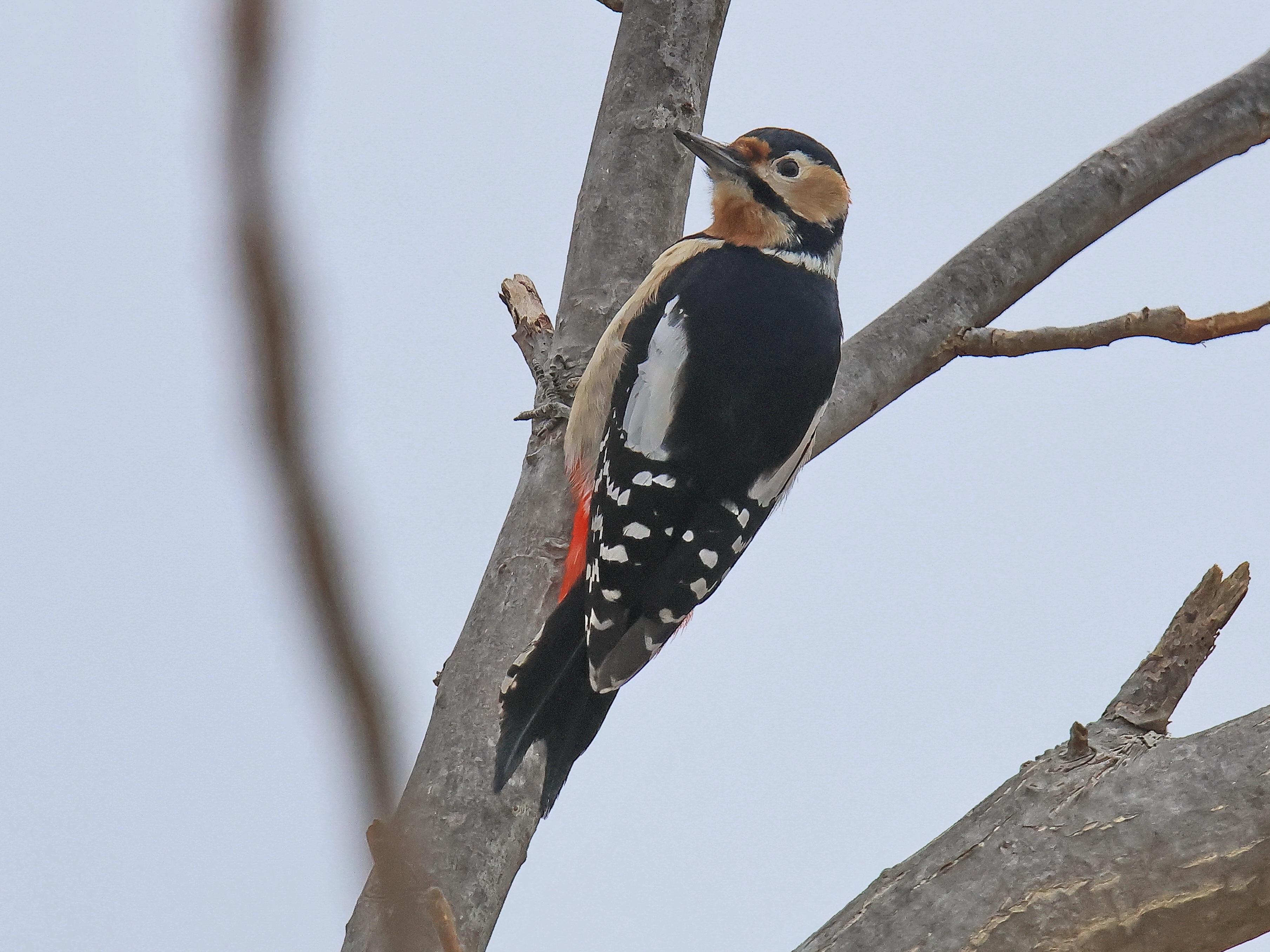 오색딱다구리-2