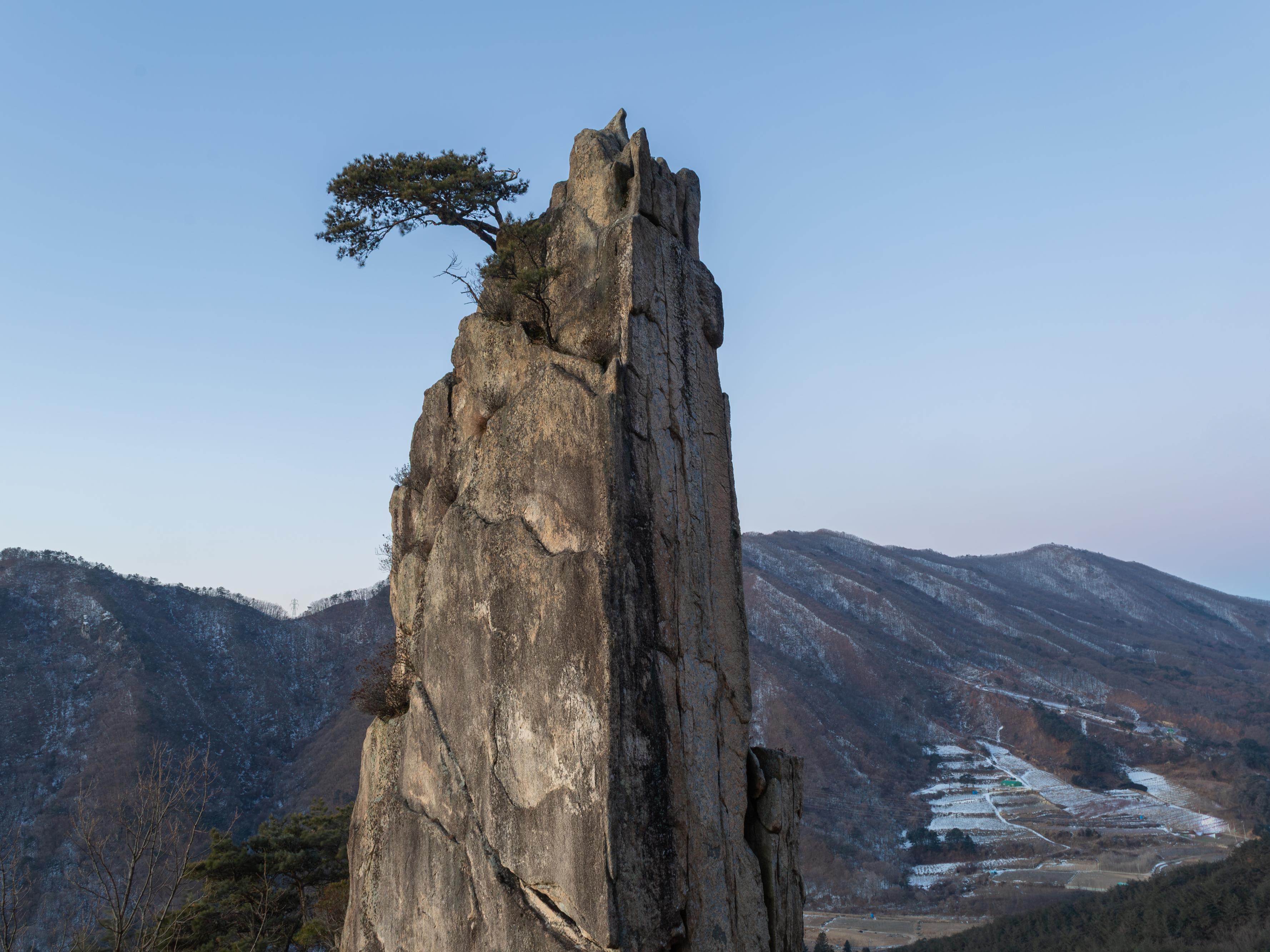 명품 암벽소나무