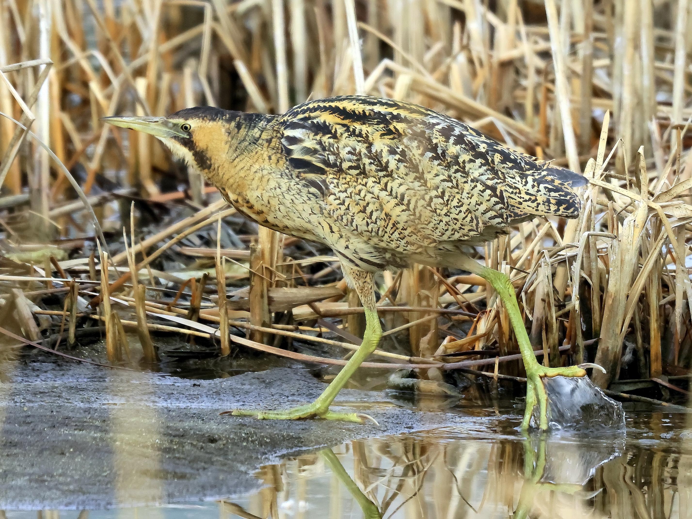 알락해오라기-2