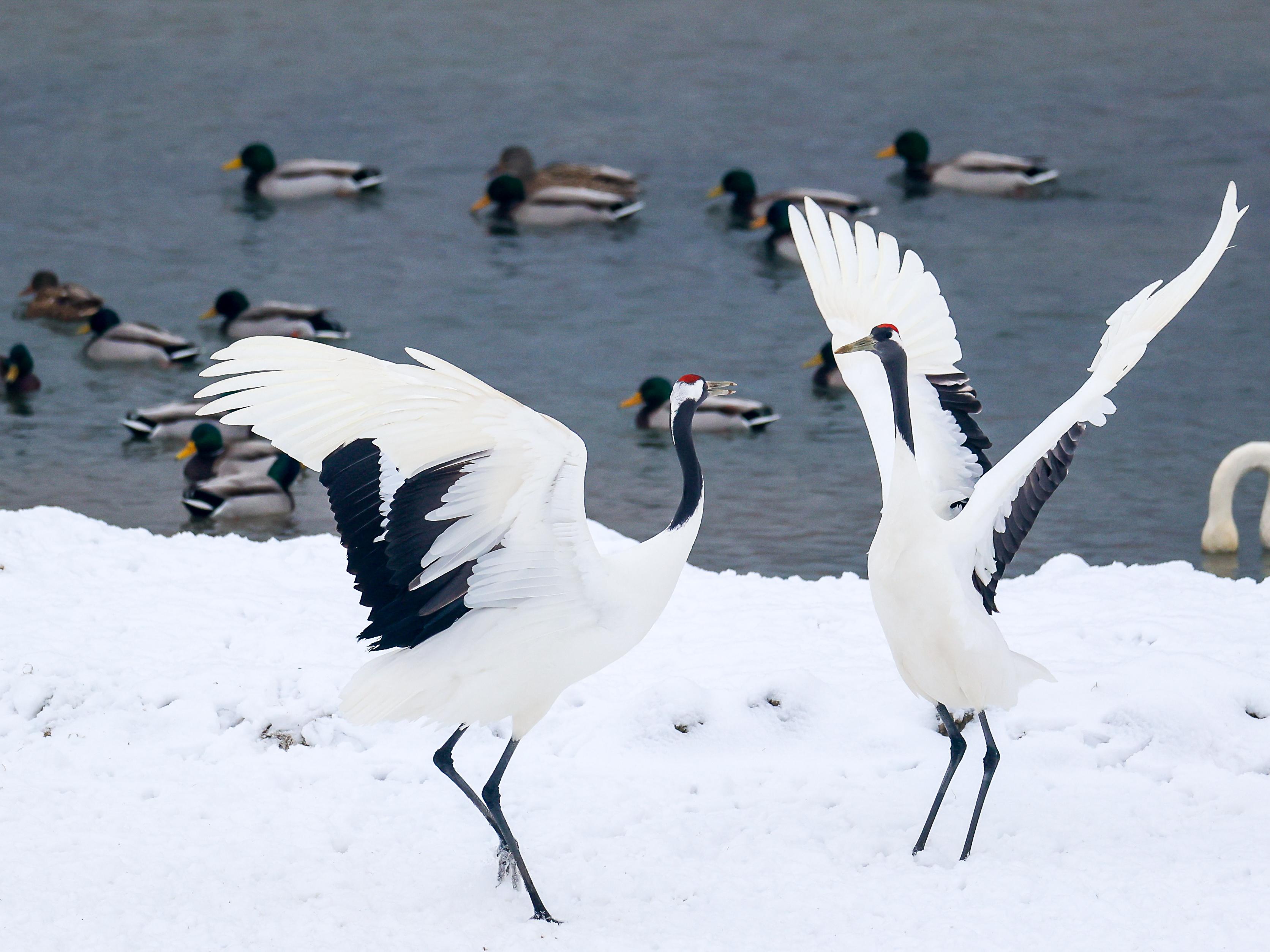 두루미 (단정학)
