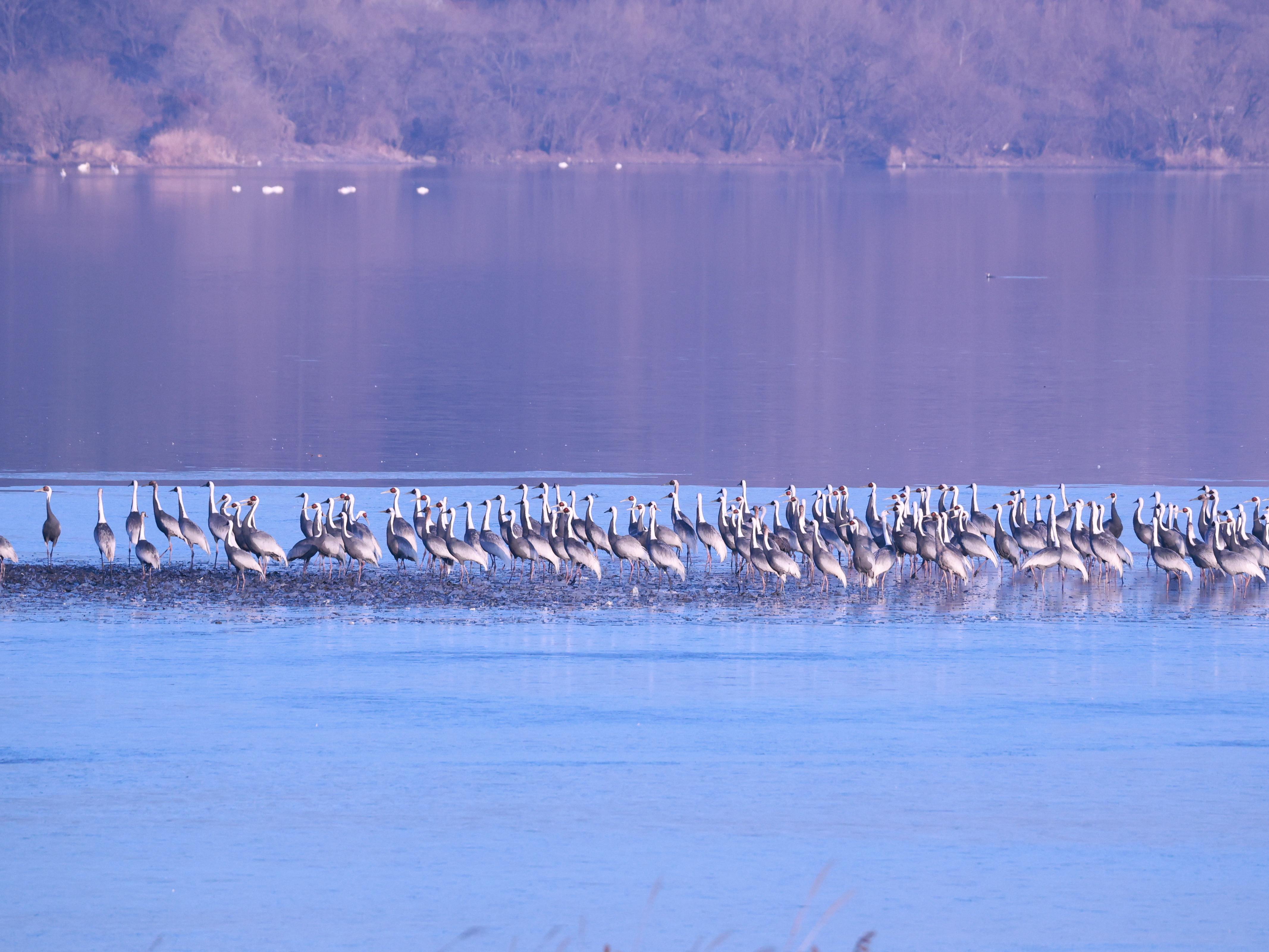 재두루미 의 경계