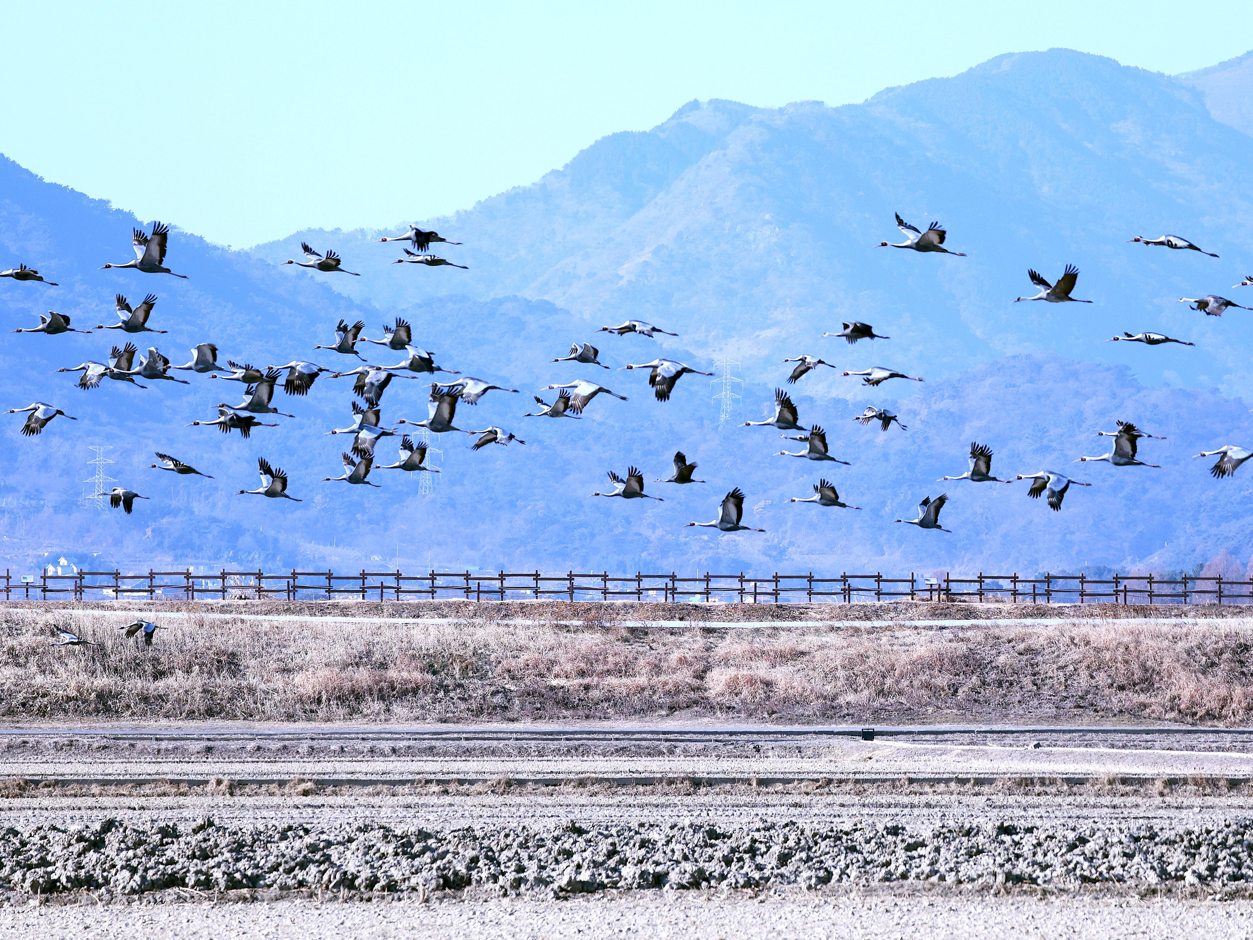 재두루미 잘 가 !