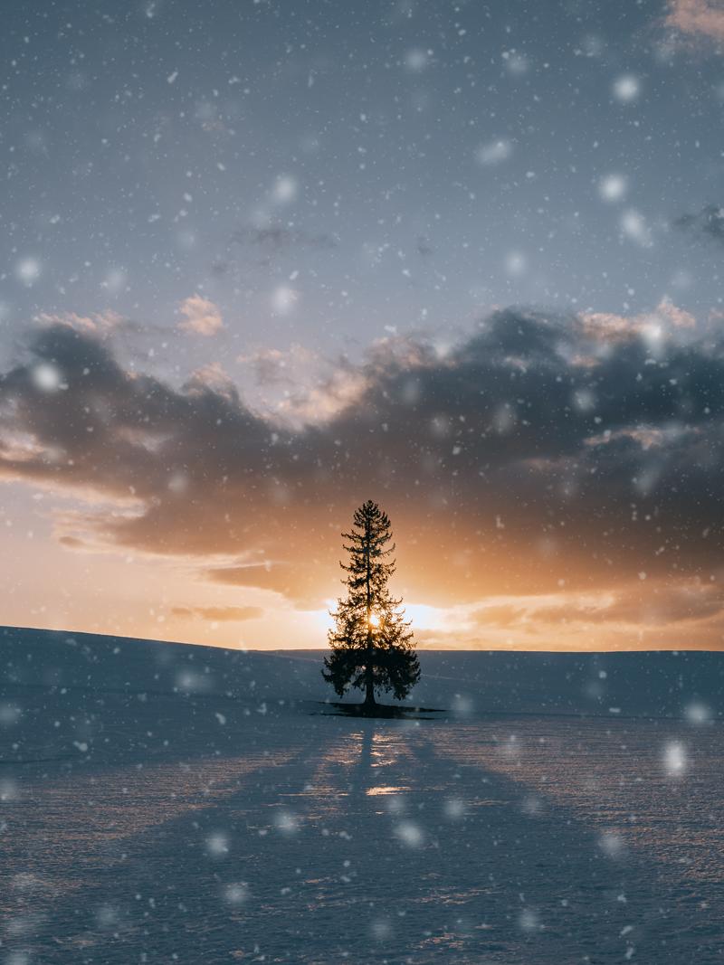 홋카이도 크리스마스 트리