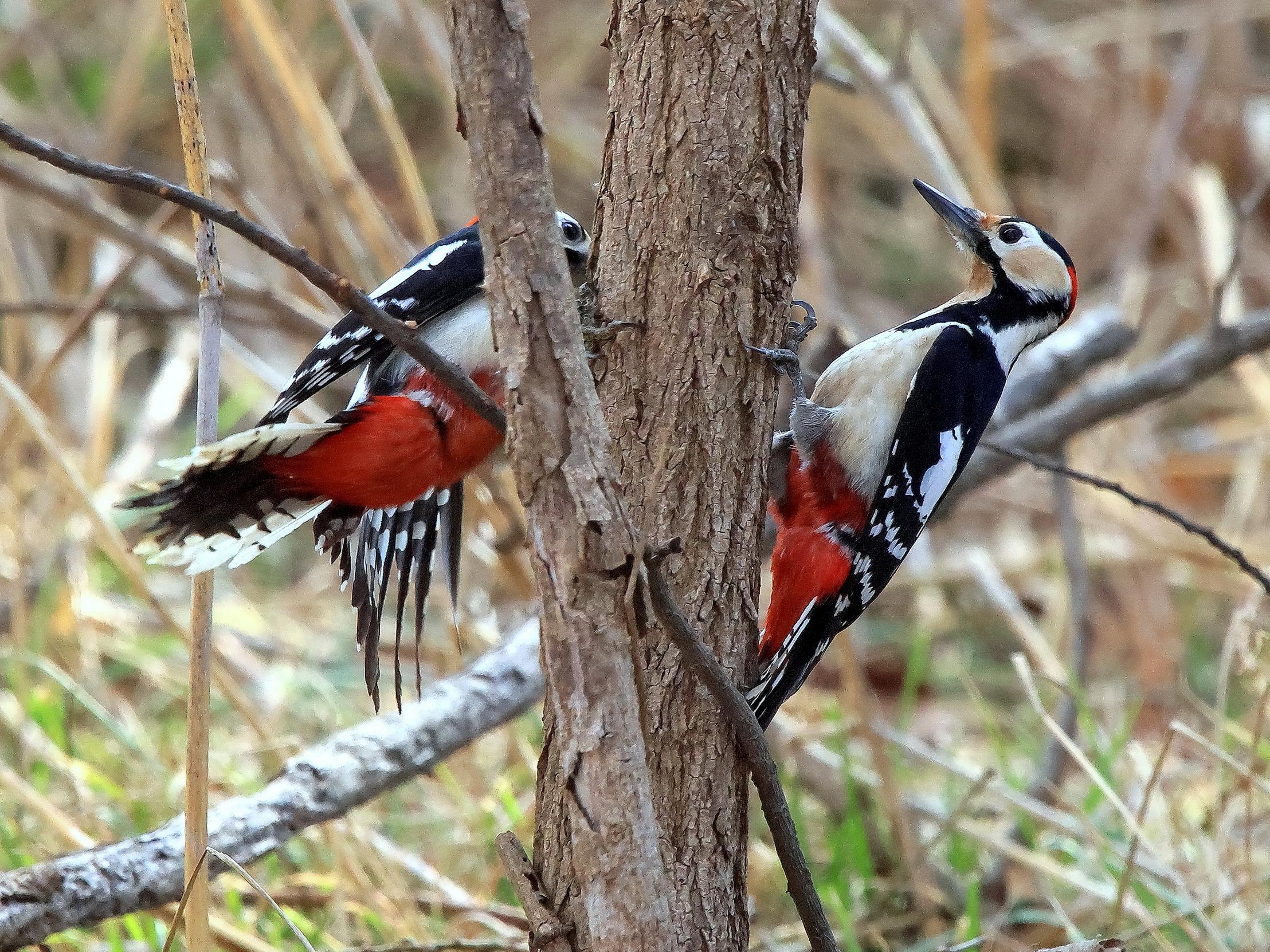 오색딱다구리-2