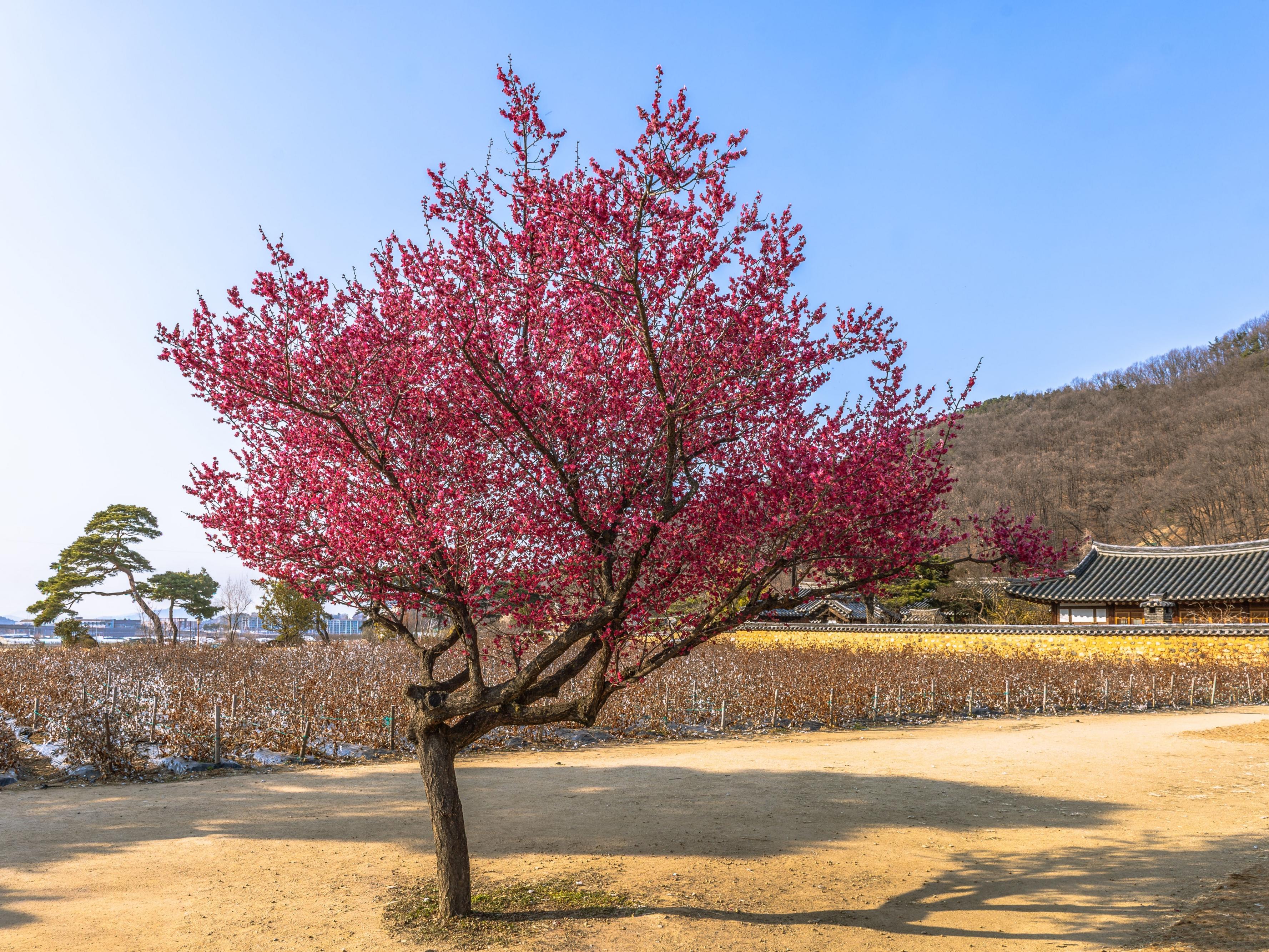 남평문씨 본리세거지