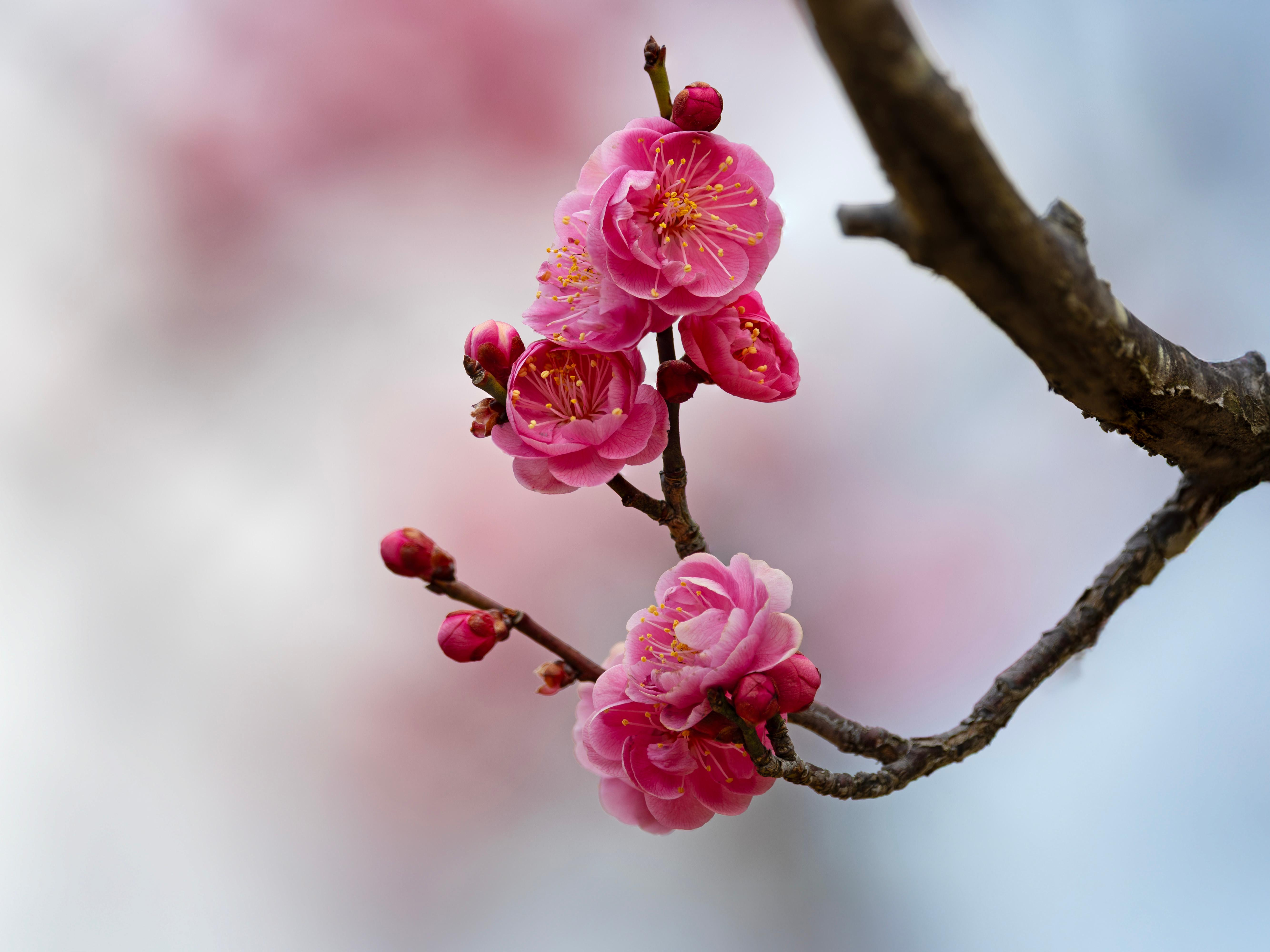 자장매(慈藏梅) - 1