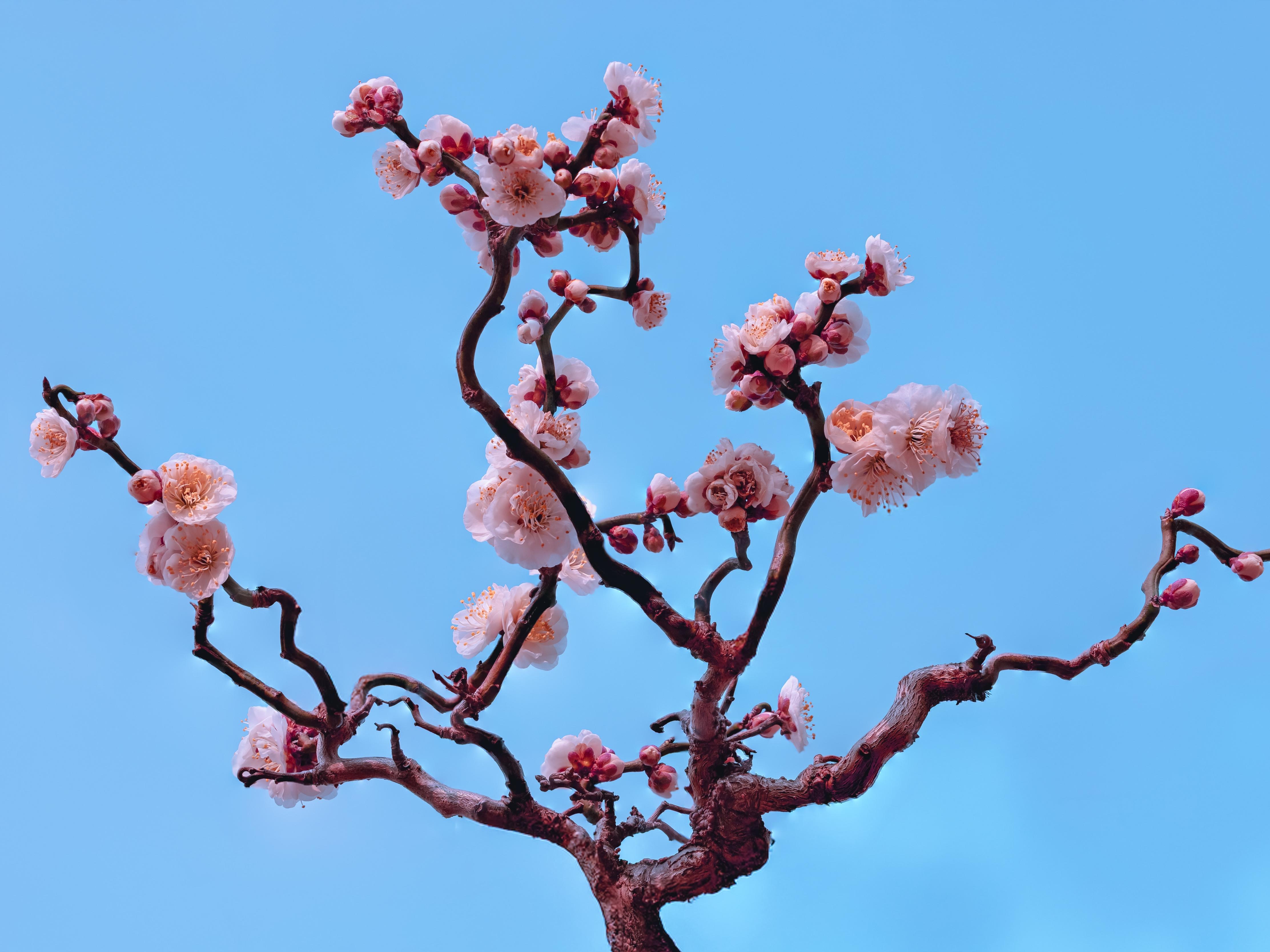 운용매(雲龍梅) - 1