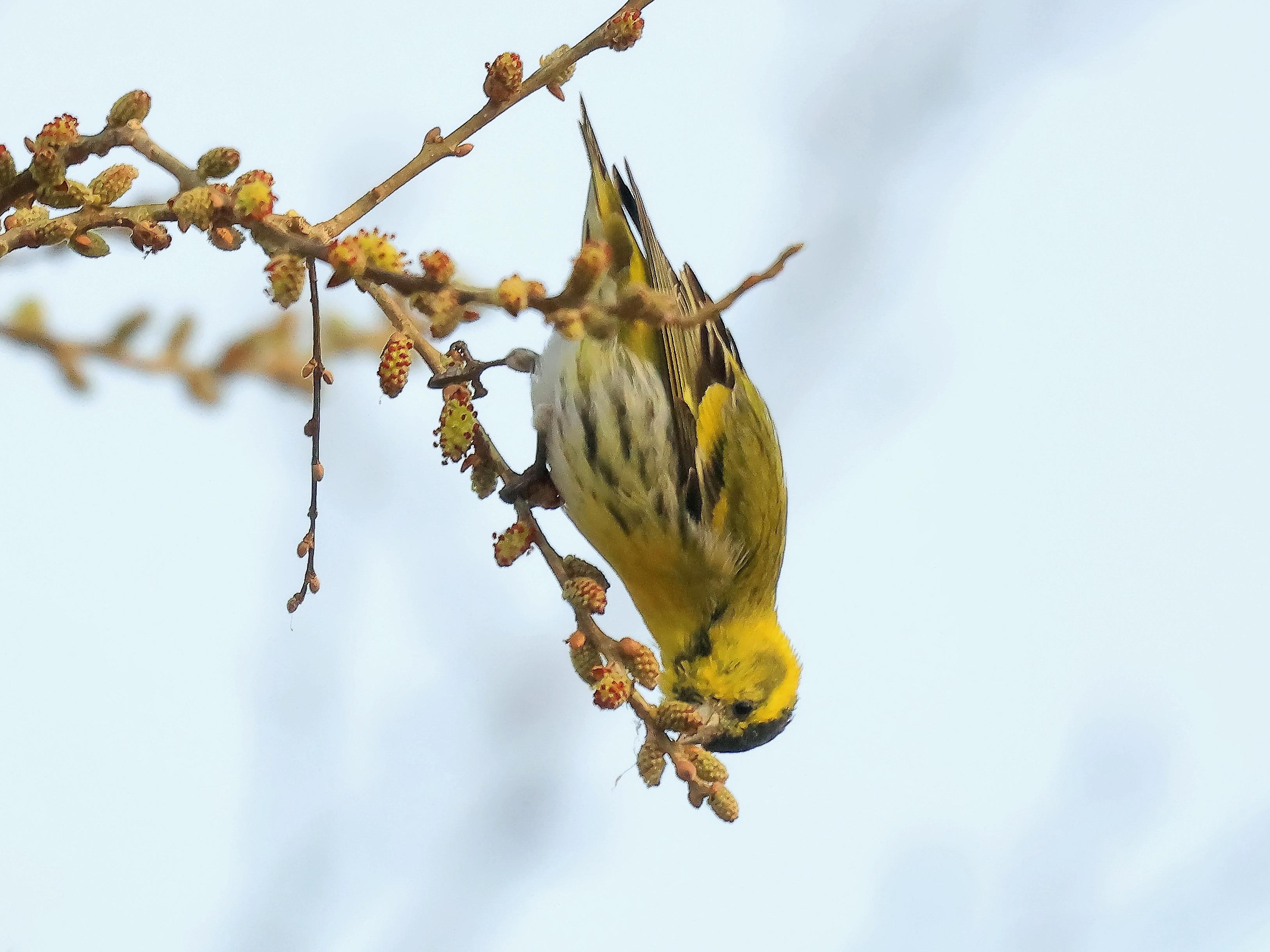 검은머리방울새