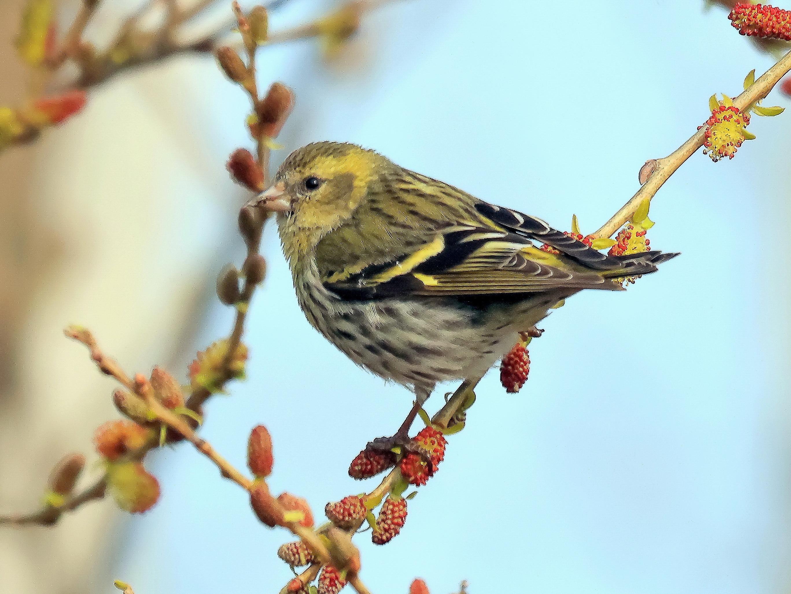 검은머리방울새-2