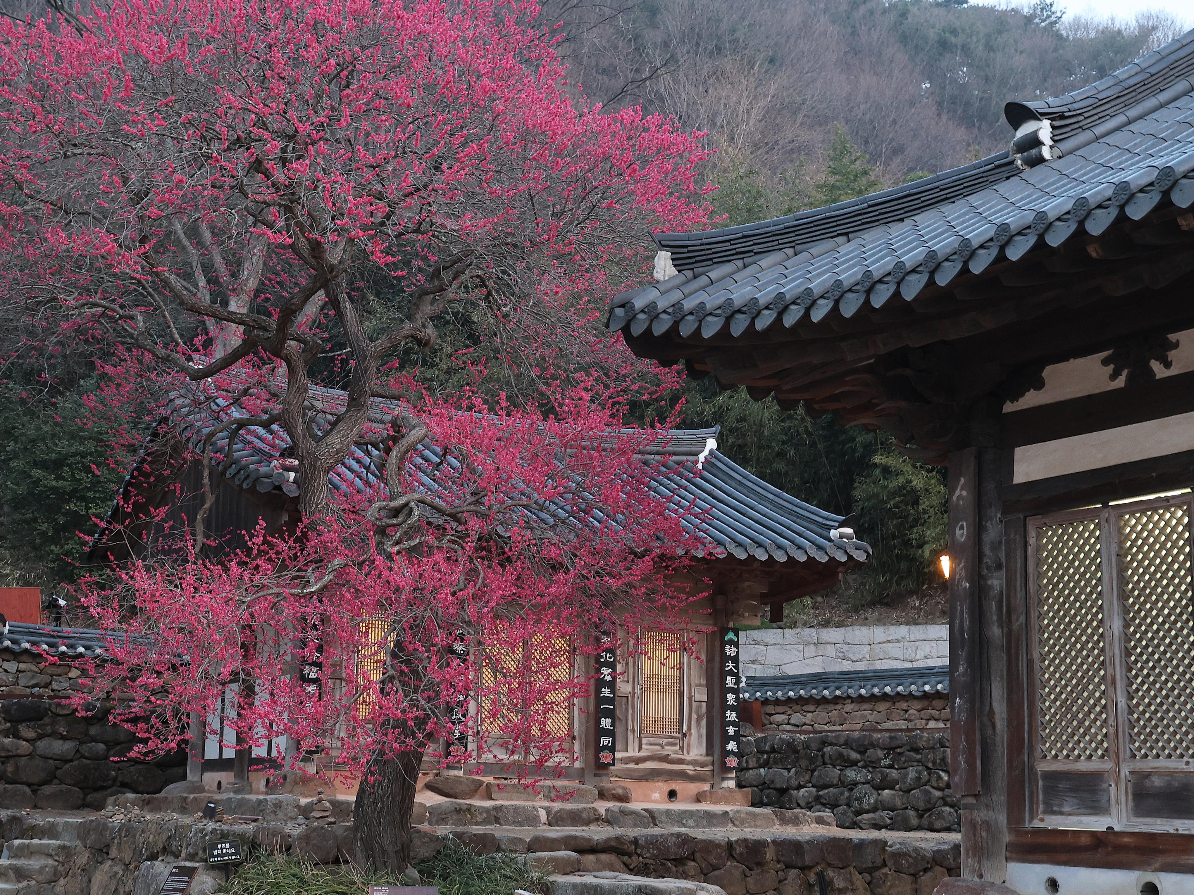 여명 속 홍매화