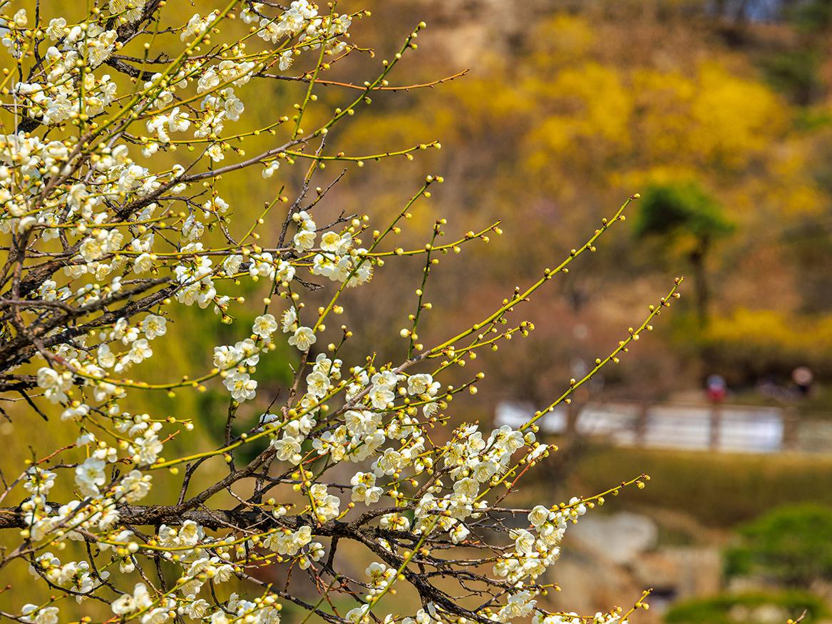 매화로구나