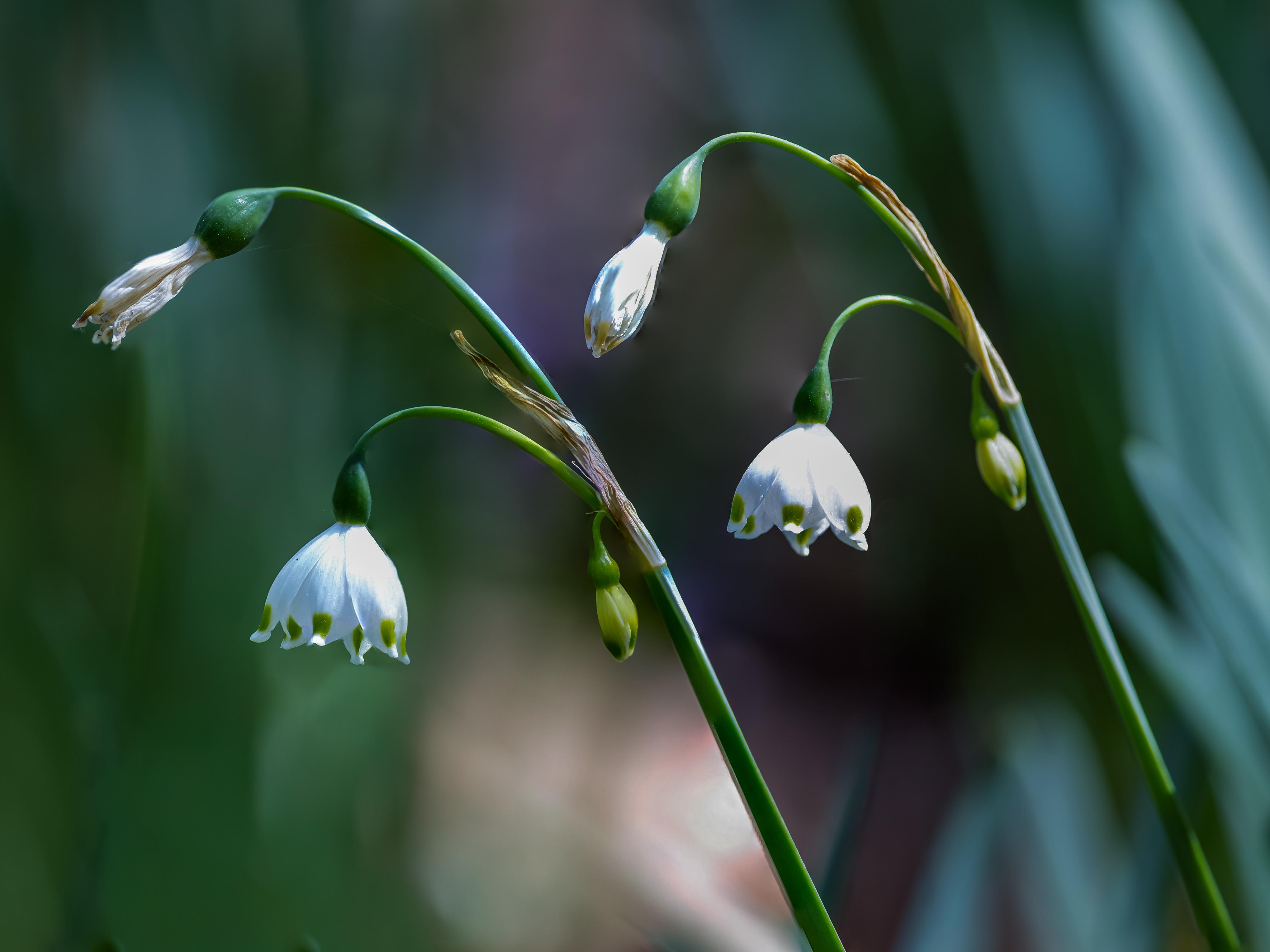 은방울 수선화.