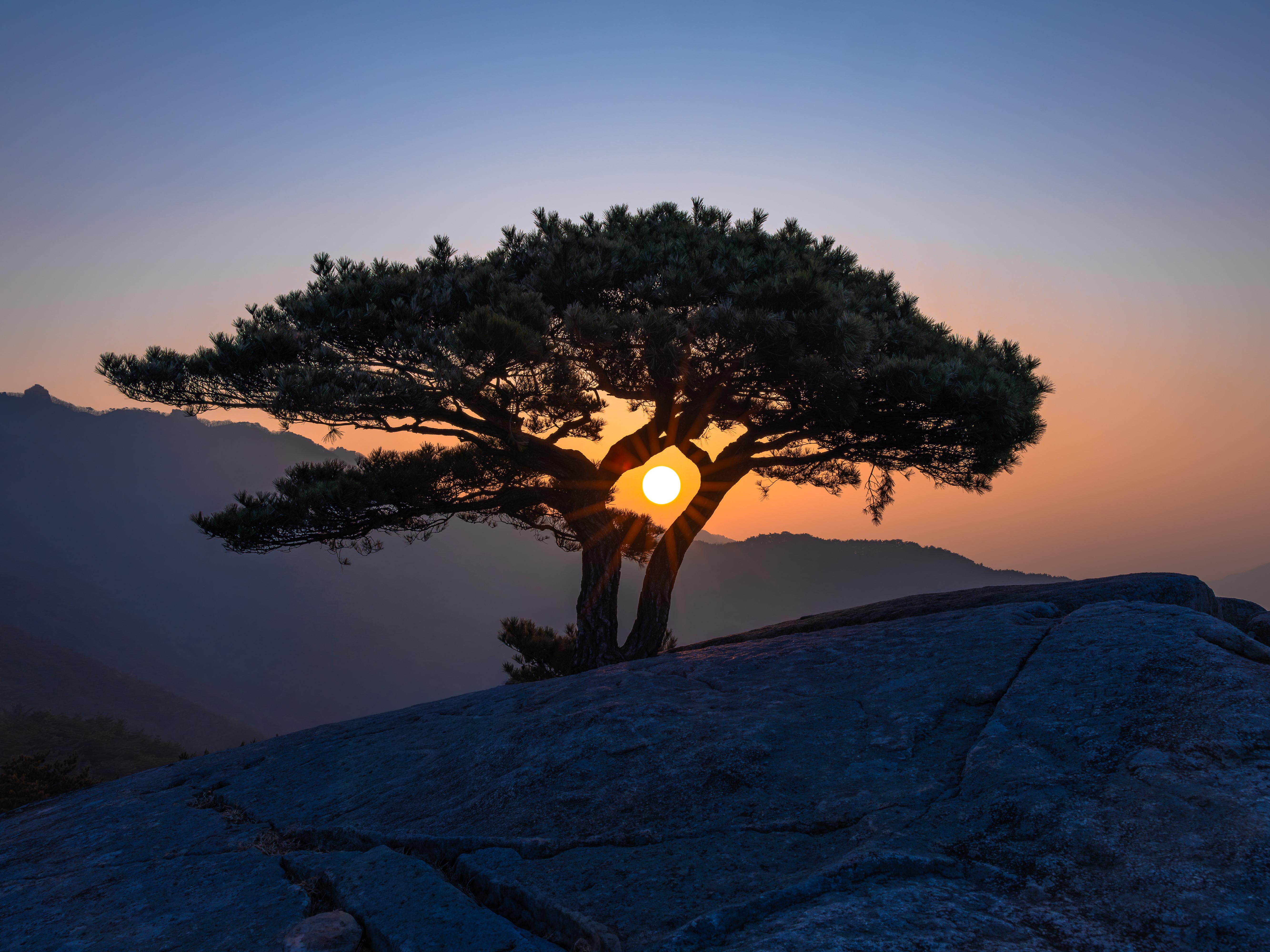 팔공산 국립공원 - 인봉 명품소나무 