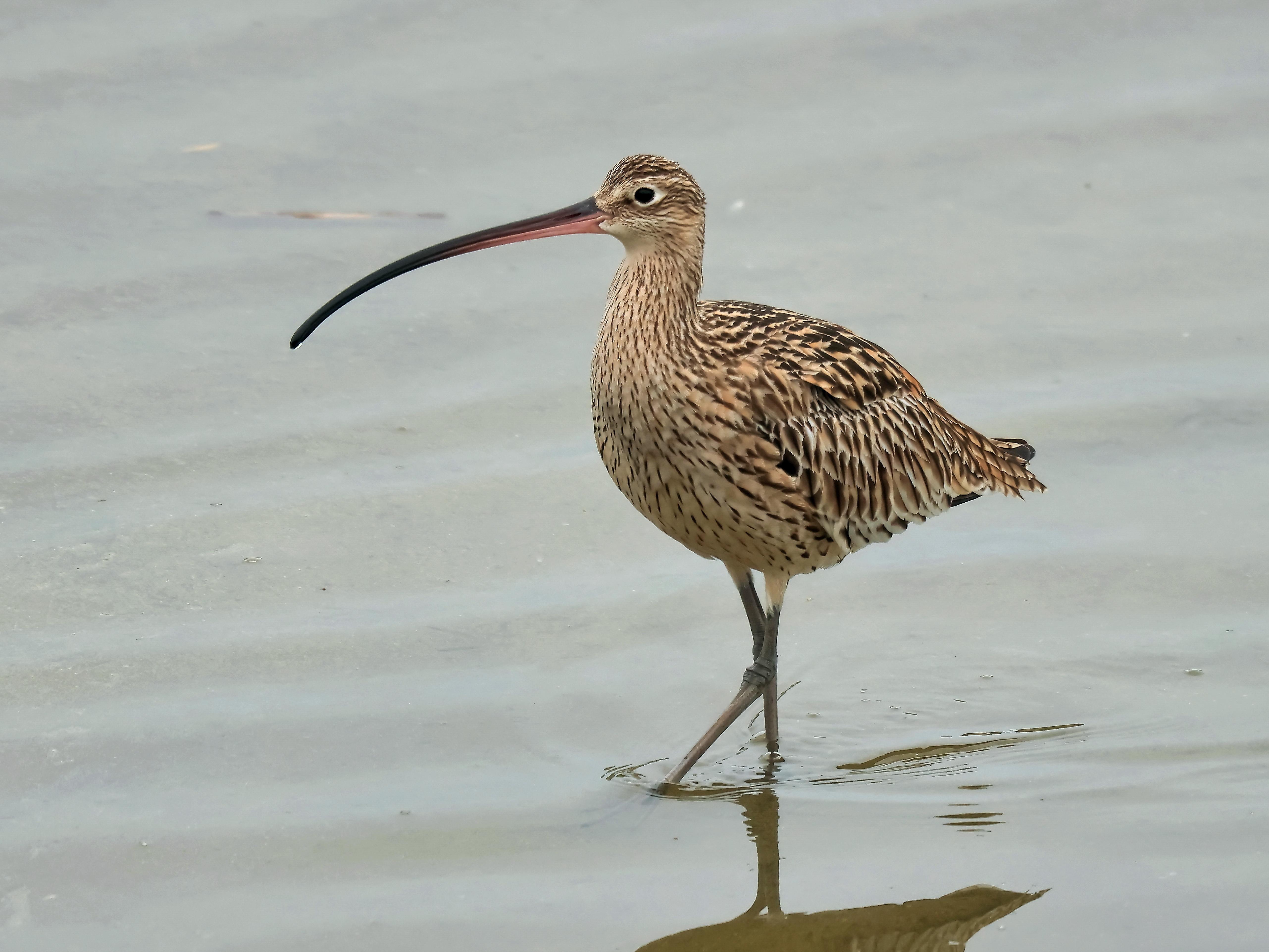 알락꼬리마도요