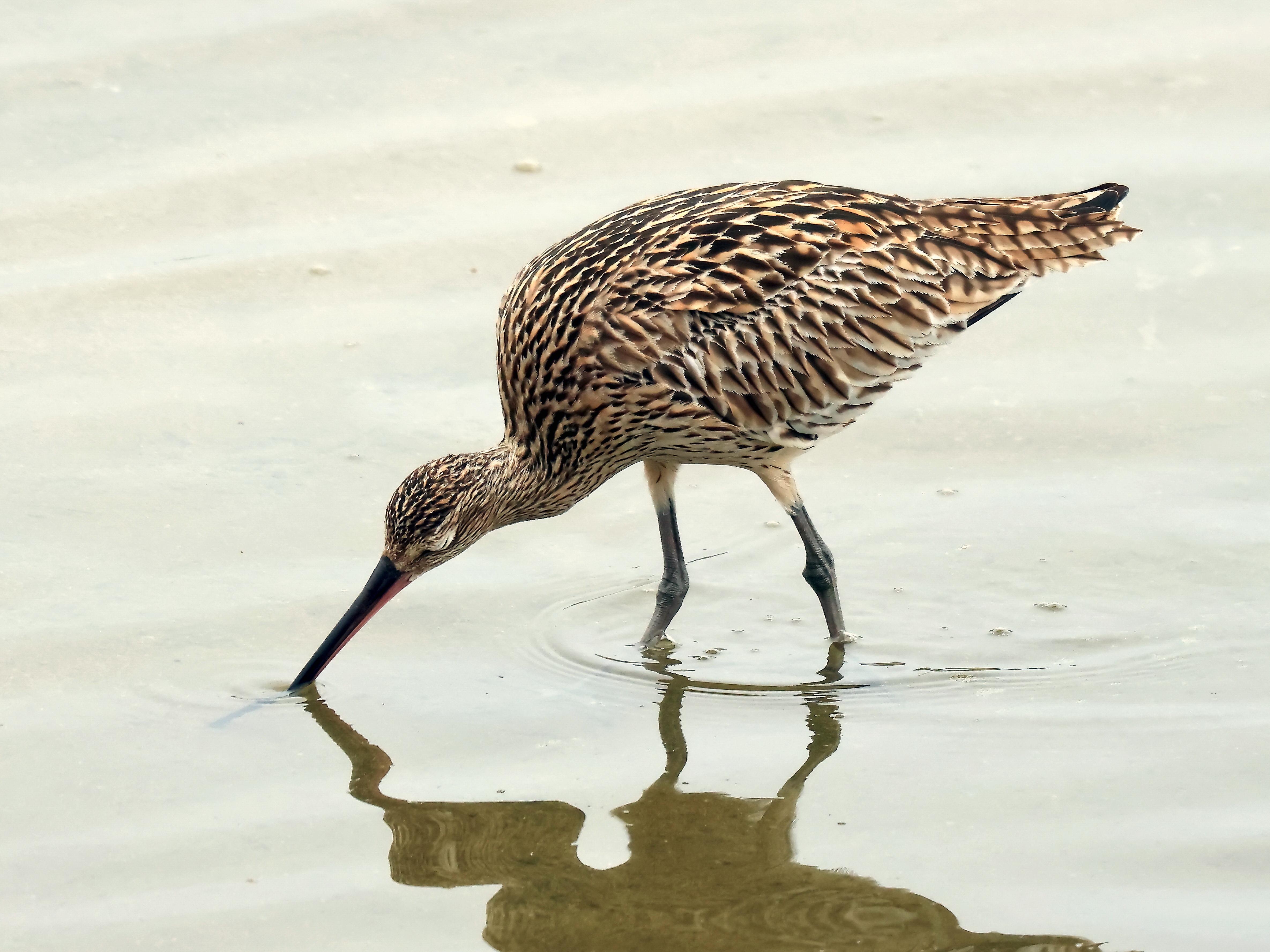 알락꼬리마도요-2