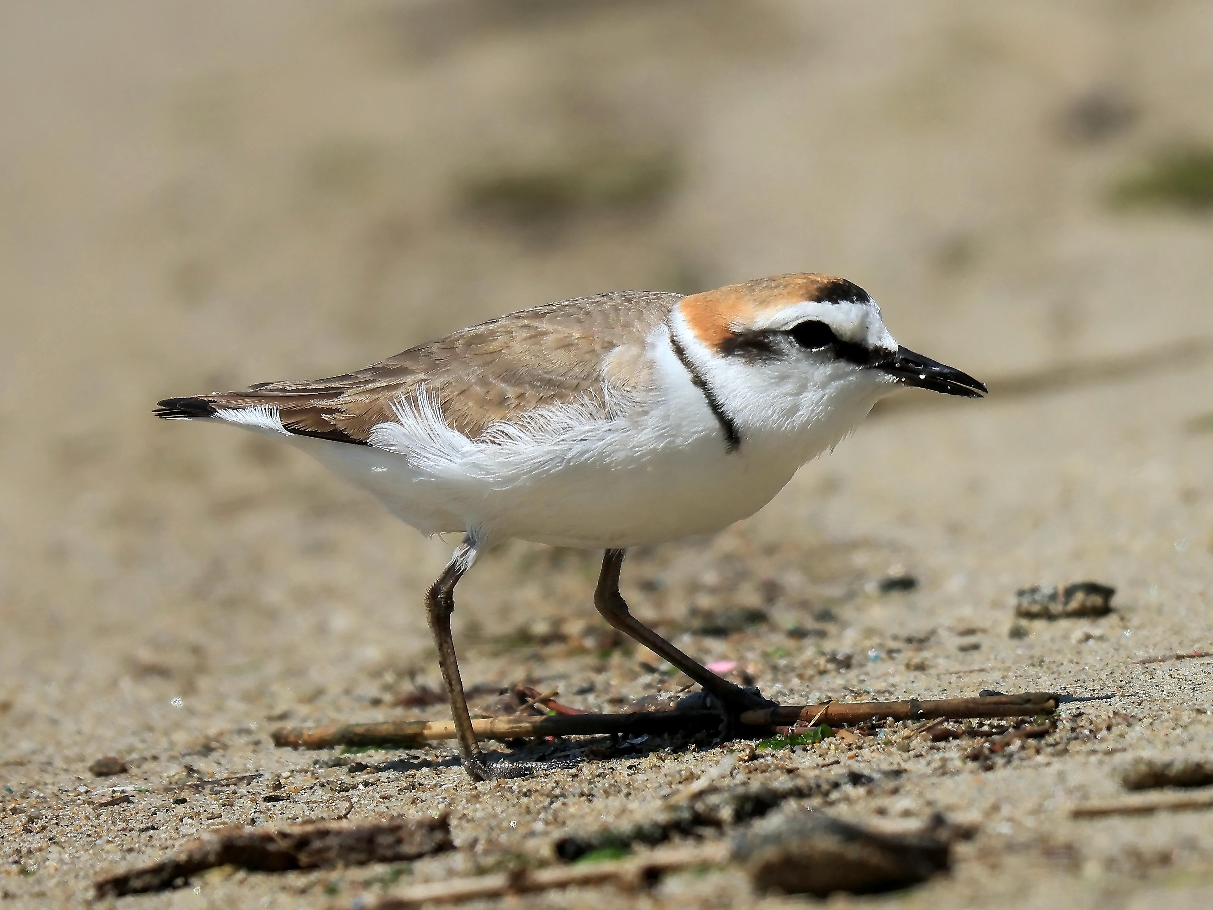 흰물떼새 (♂)-2