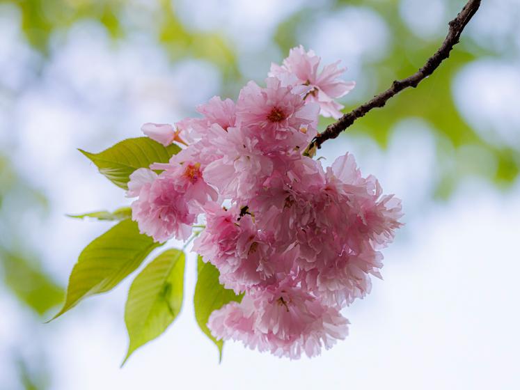 당신에게 드리는 꽃다발