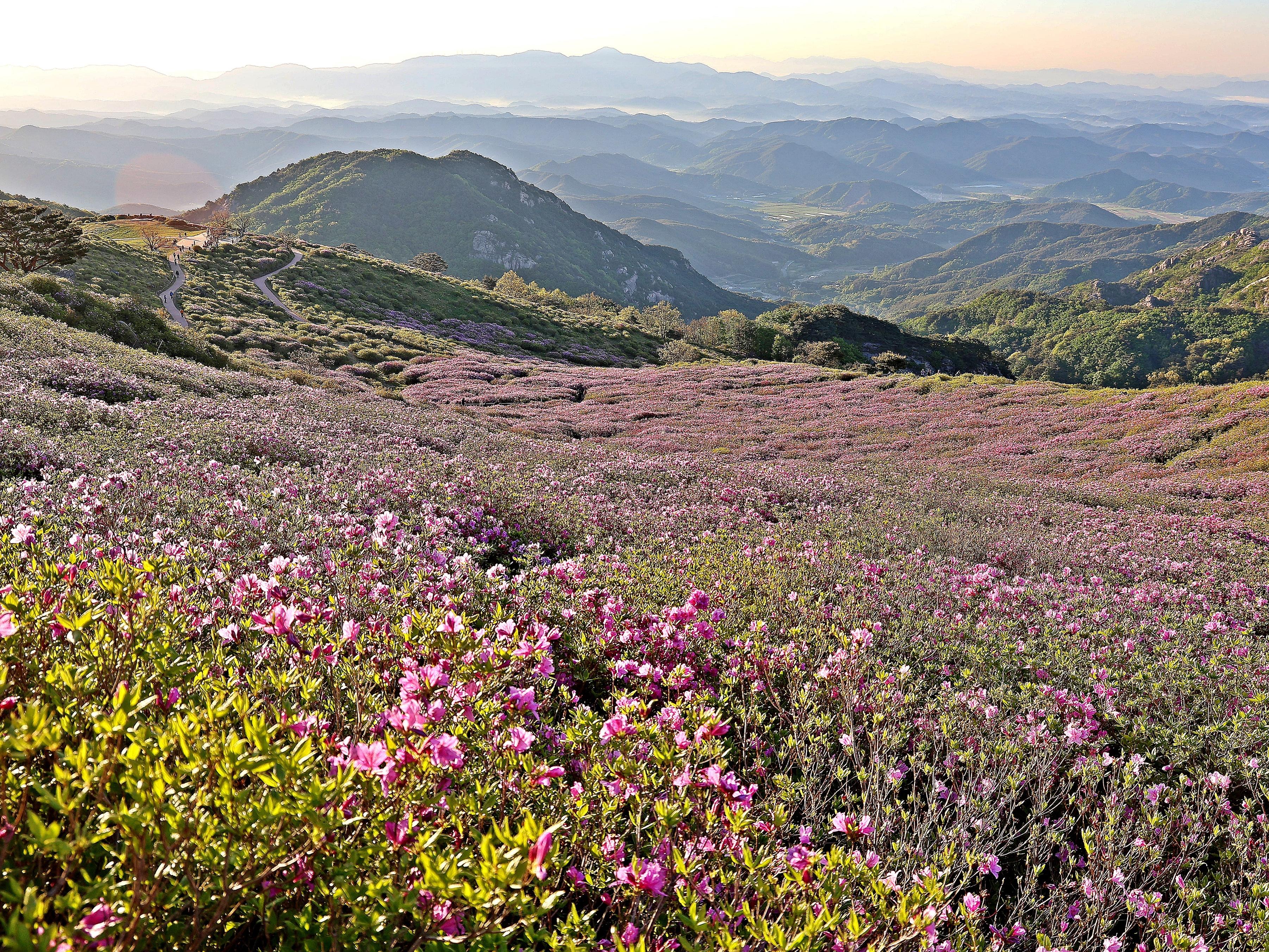 황매산 철쭉2