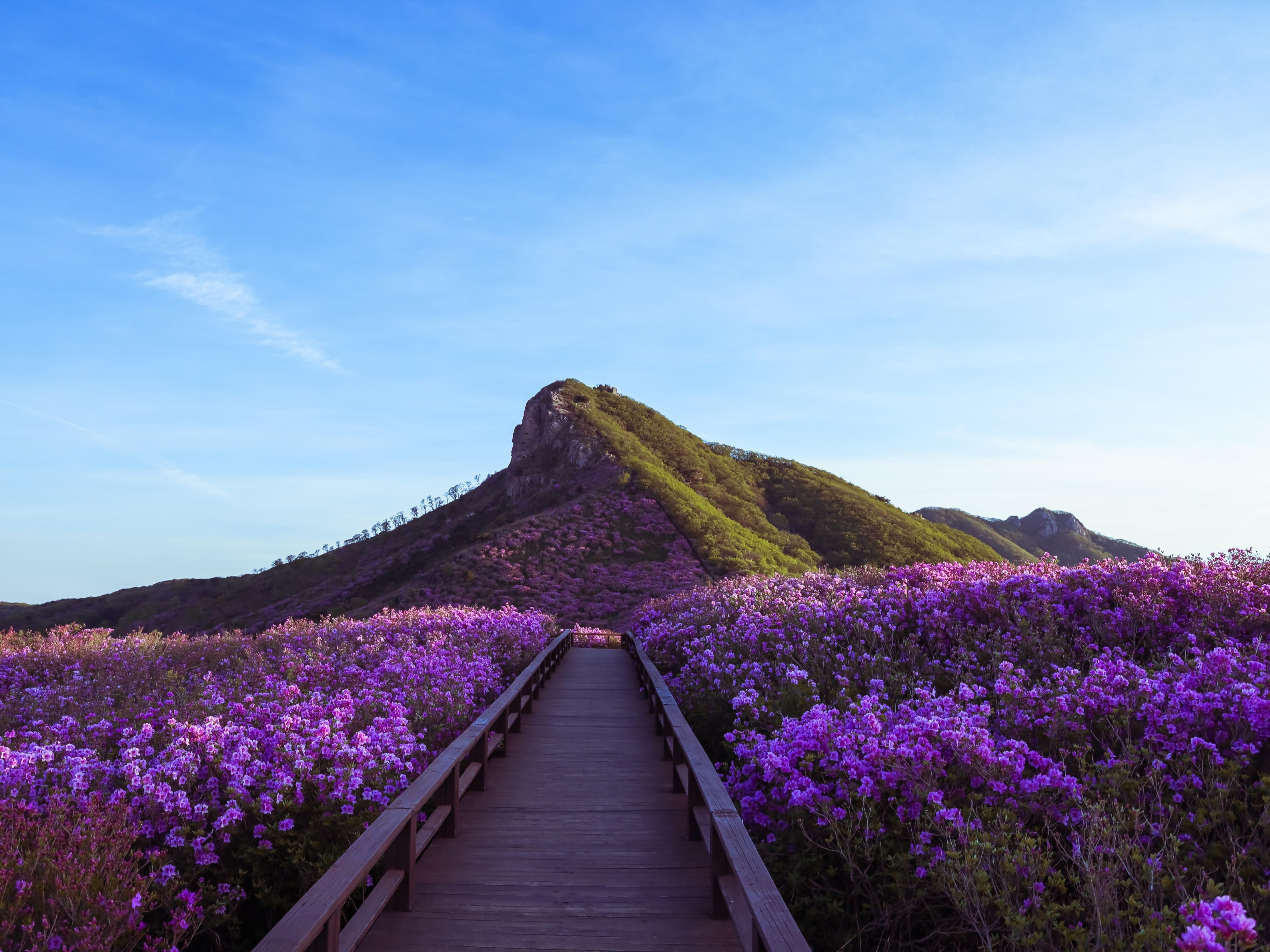 합천 - 황매산 철쭉
