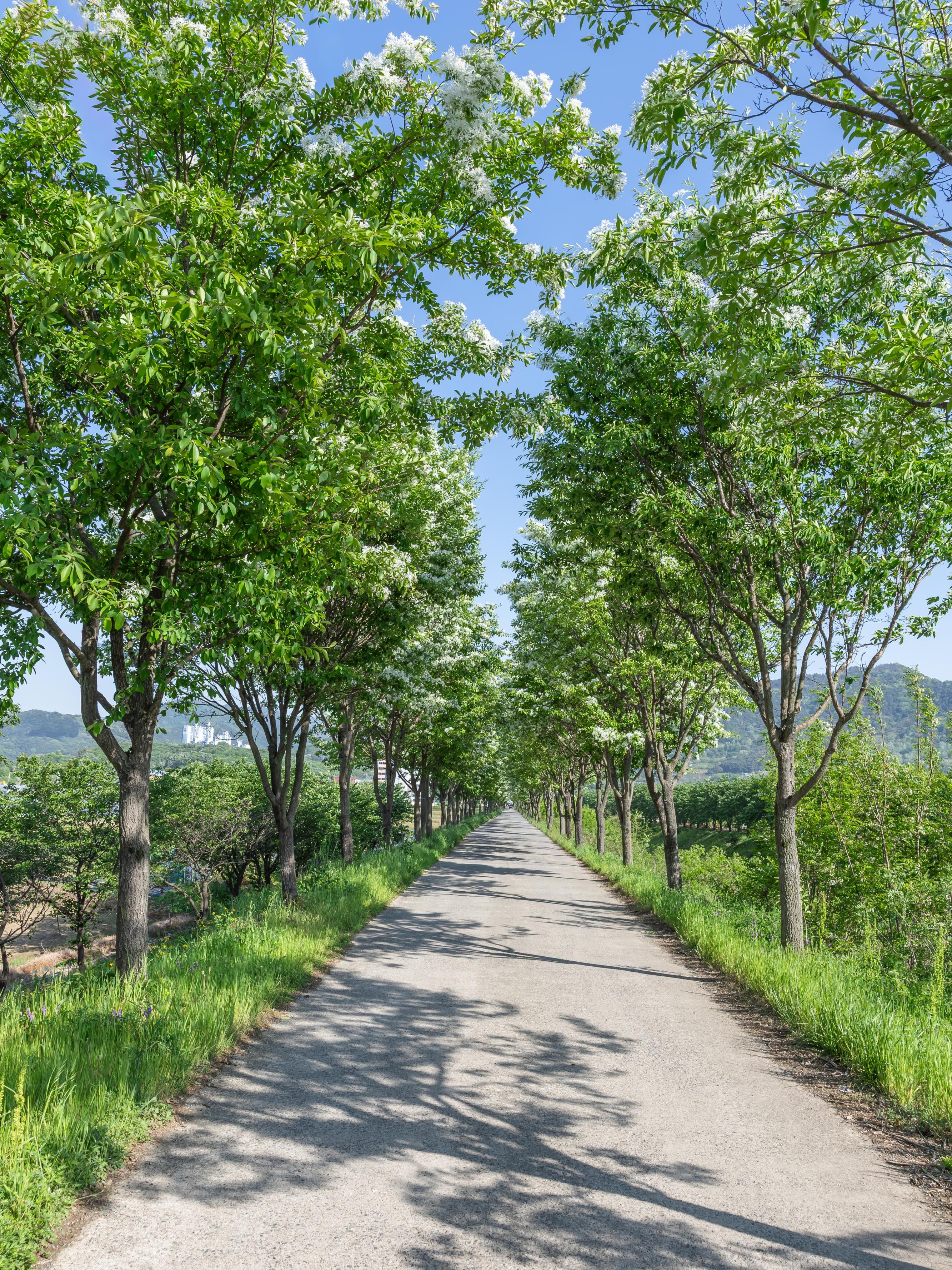 달성 - 옥포 교황리 이팝나무 길