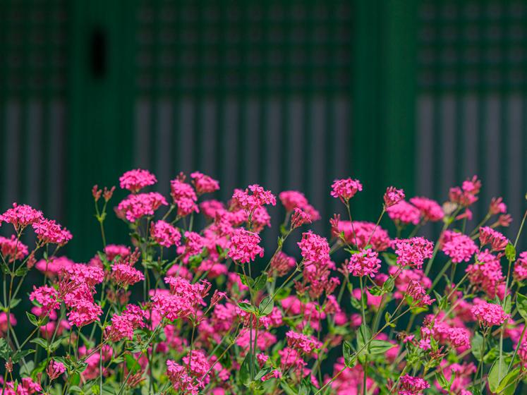산사의 여름