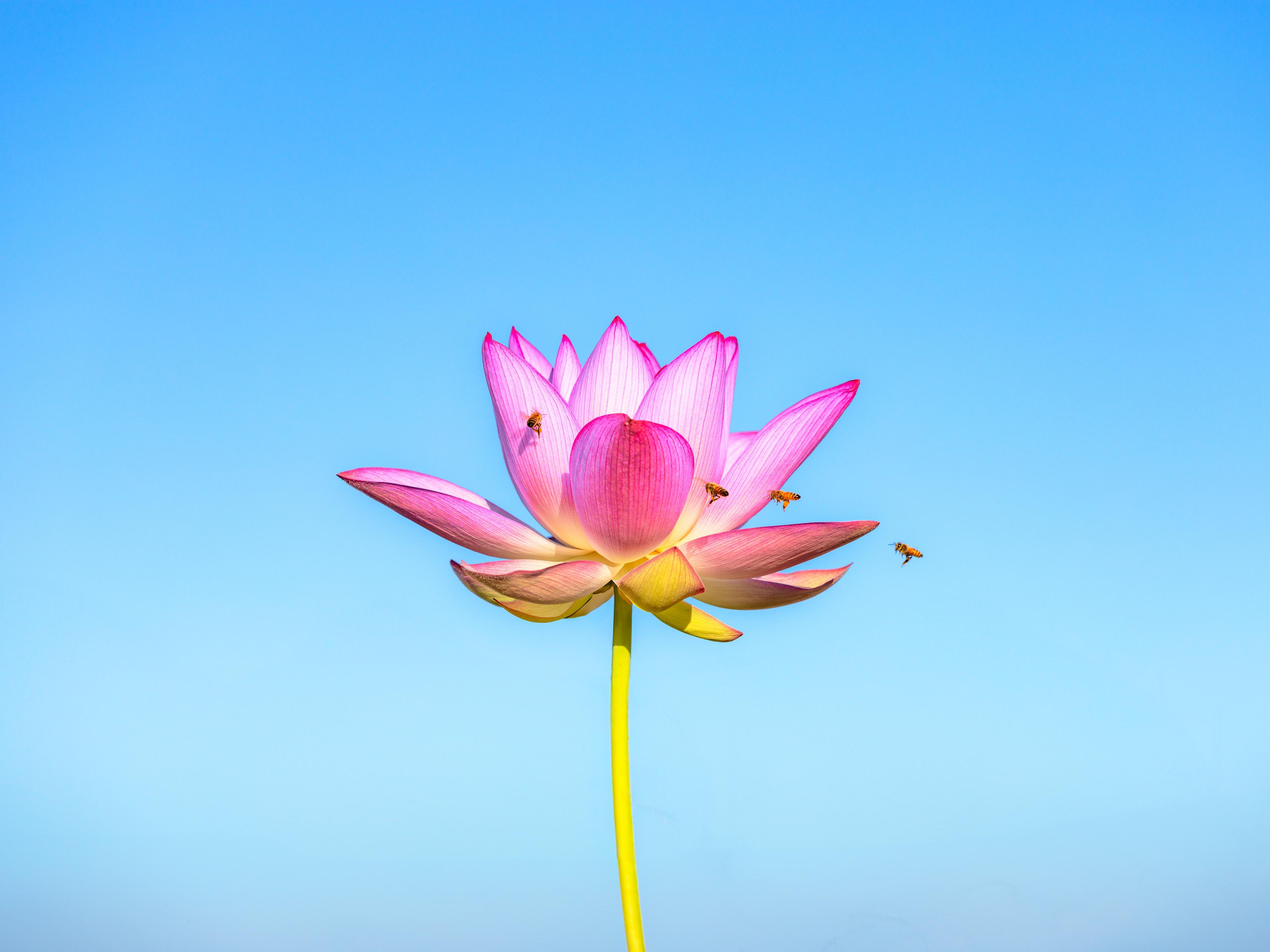 함안 - 아라홍련(1)